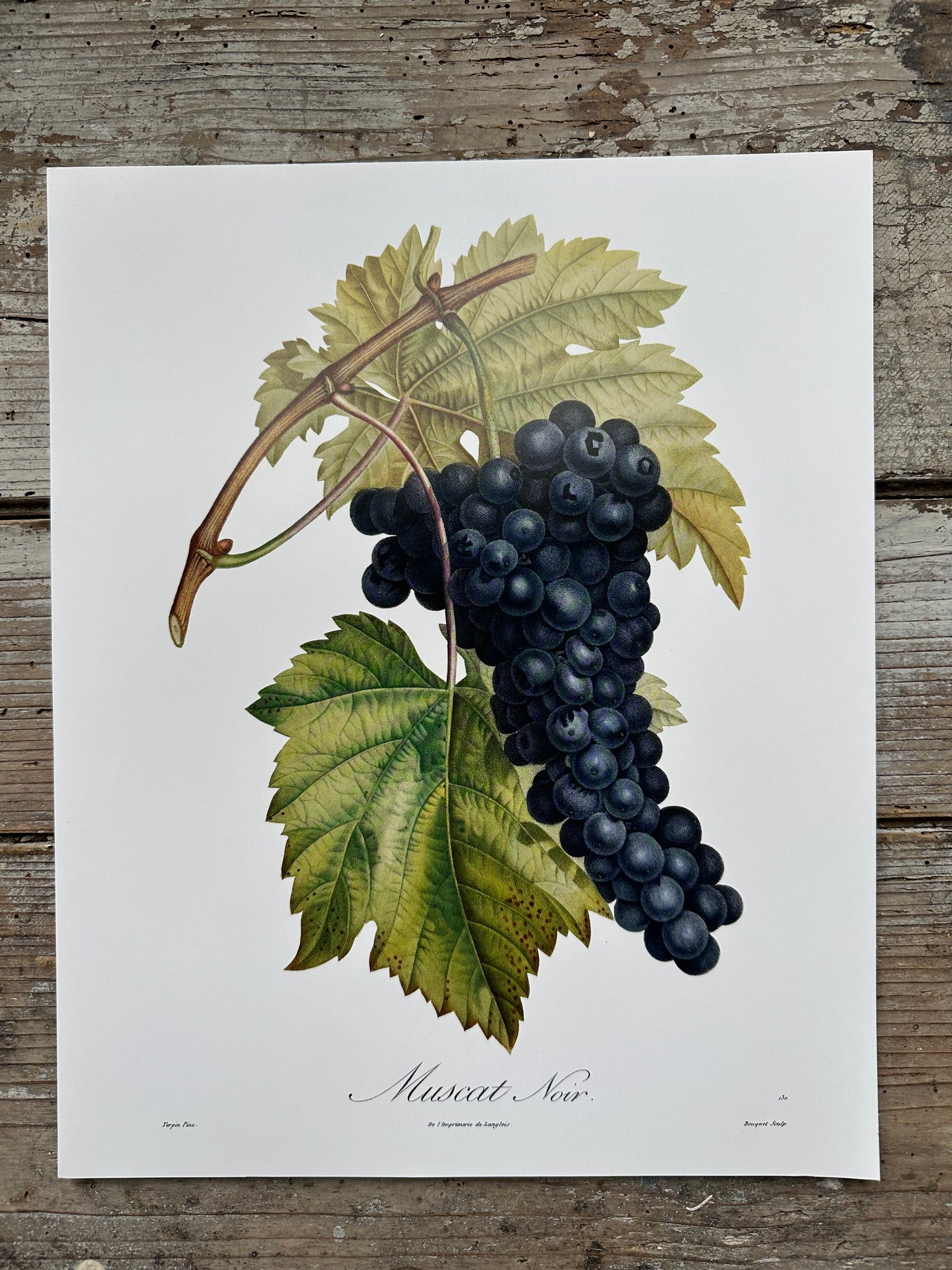 Muscat noir