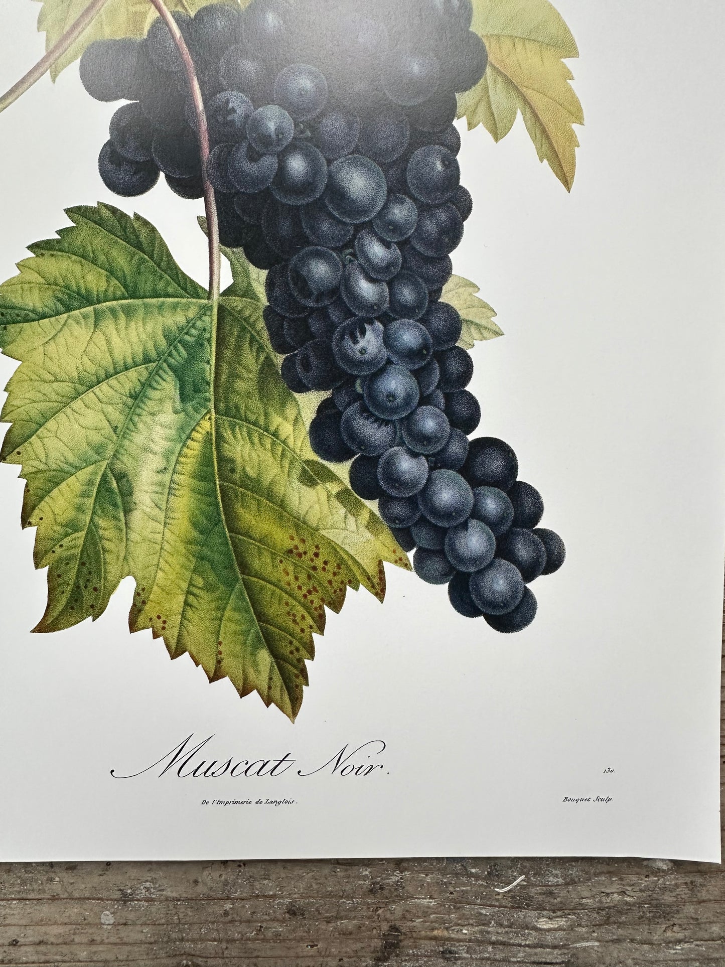 Muscat noir