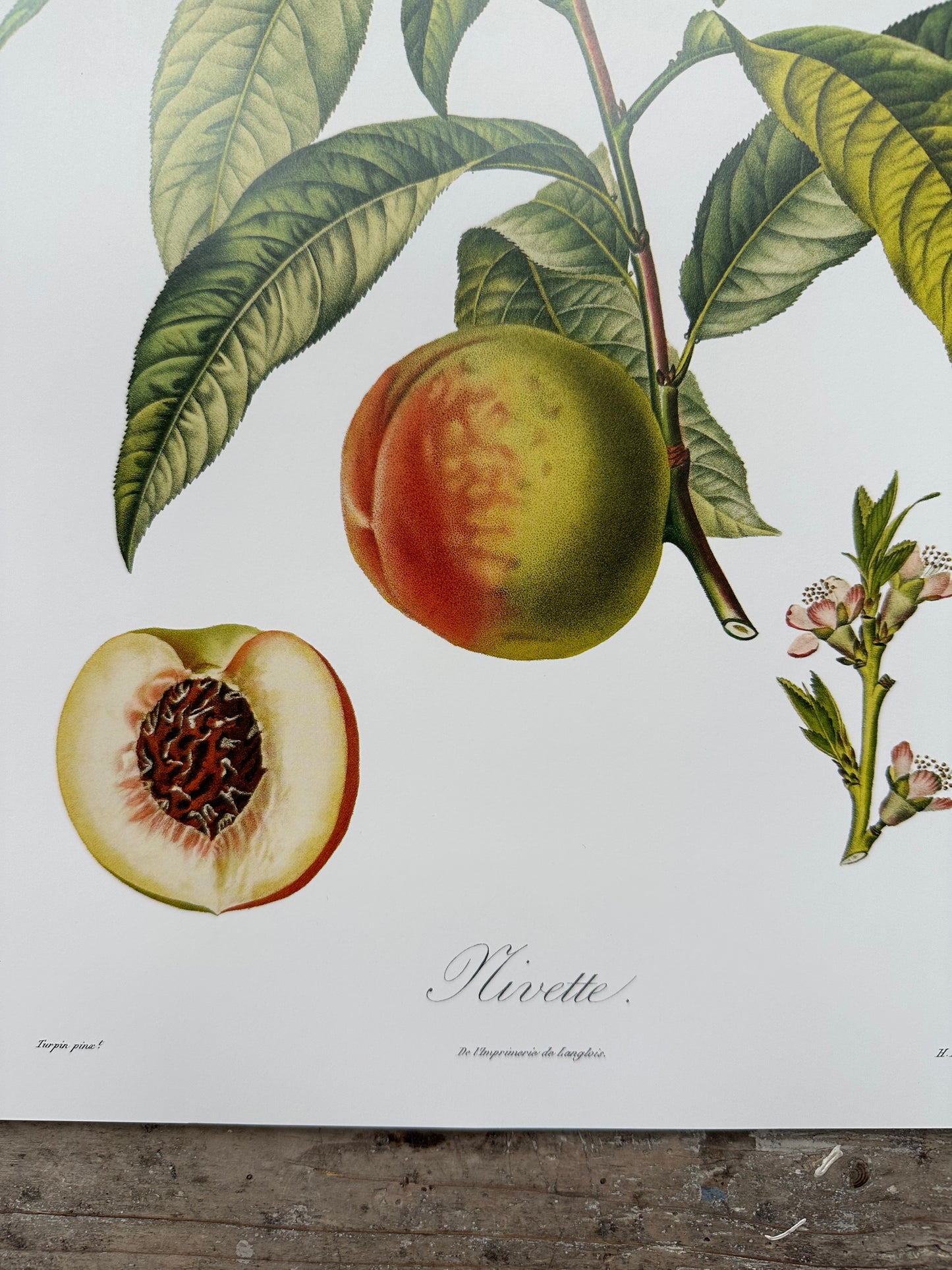 Nivette