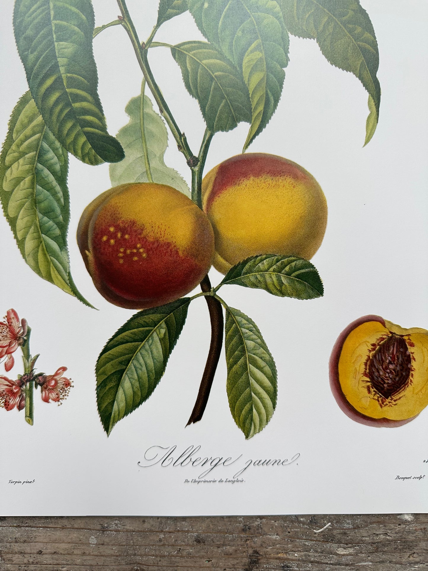 Albergier jaune