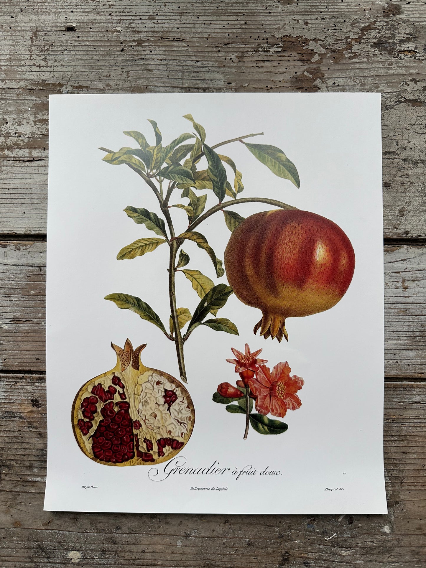 Grenadier à fruit doux