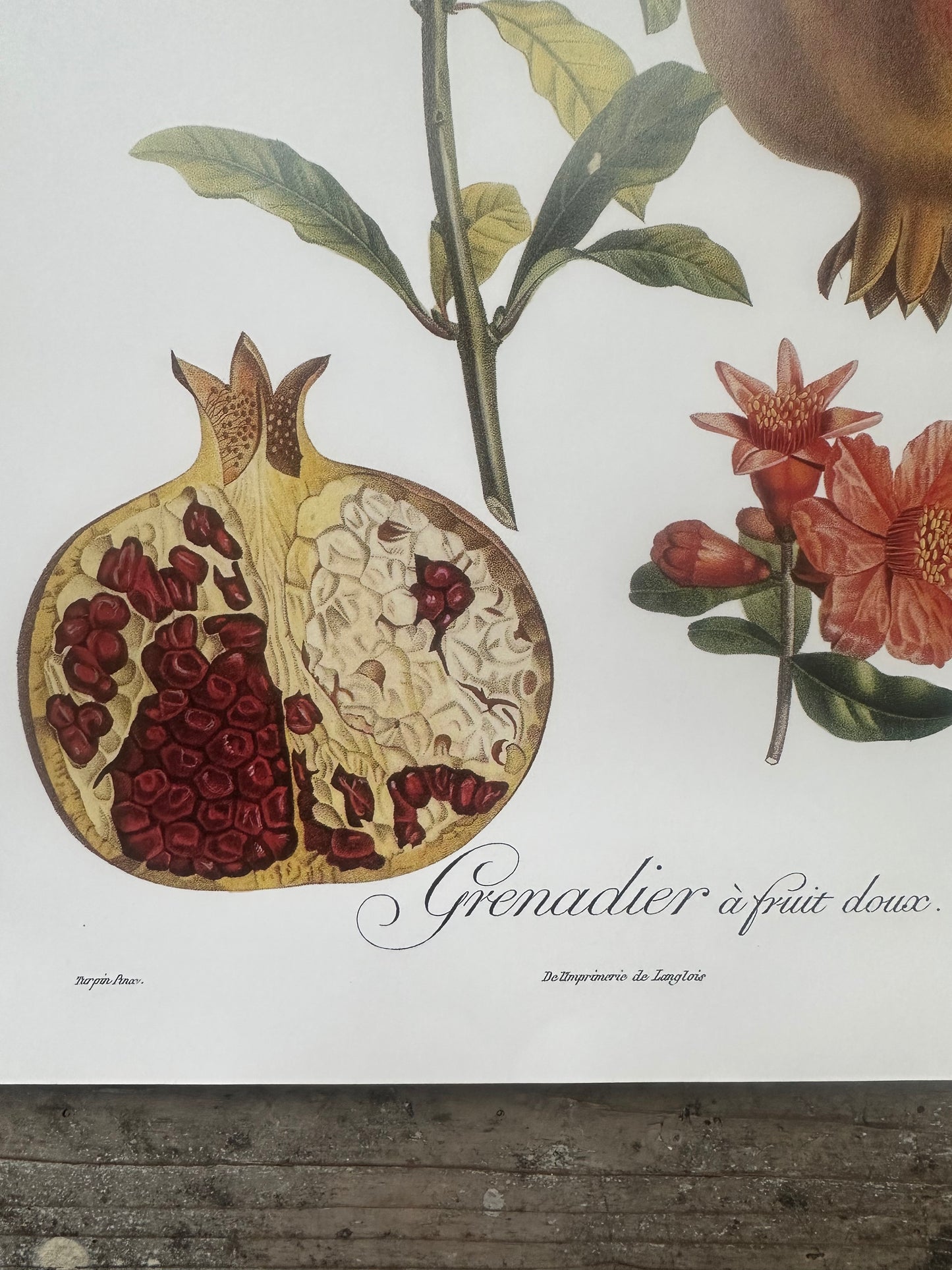 Grenadier à fruit doux