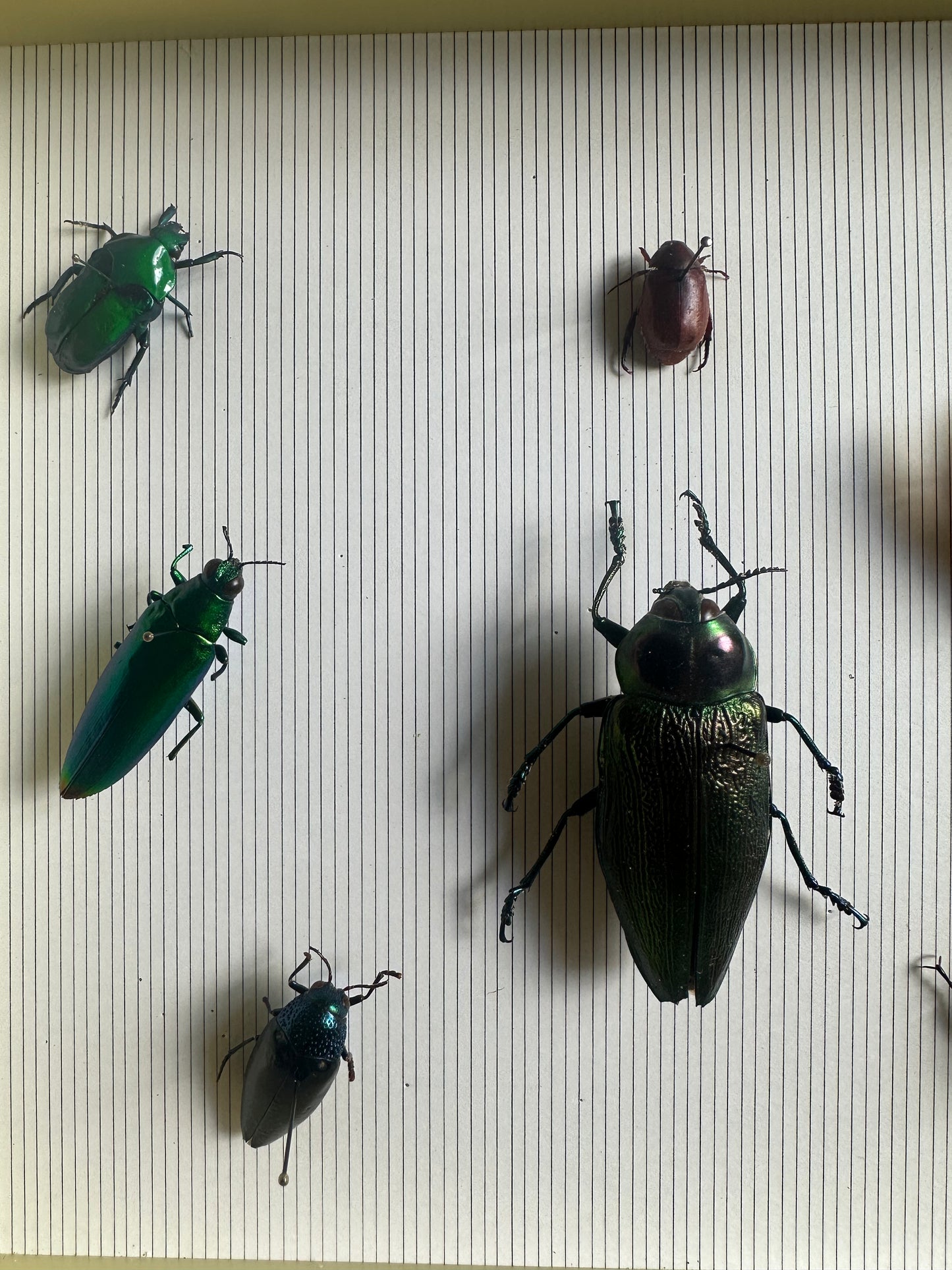 Insectes colorés