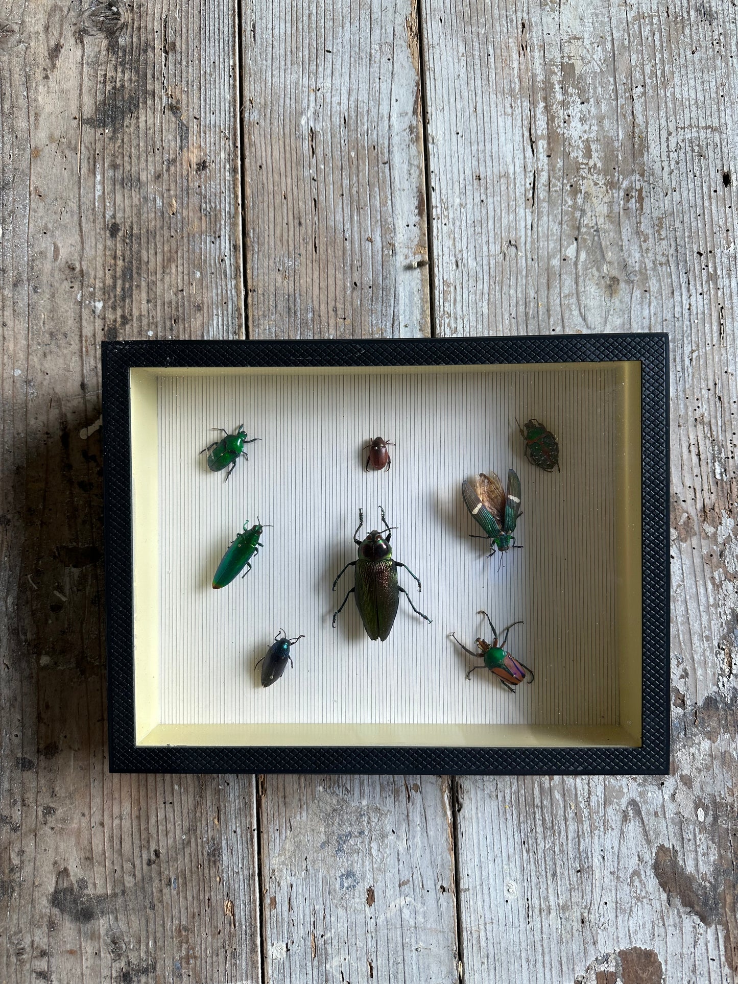 Insectes colorés