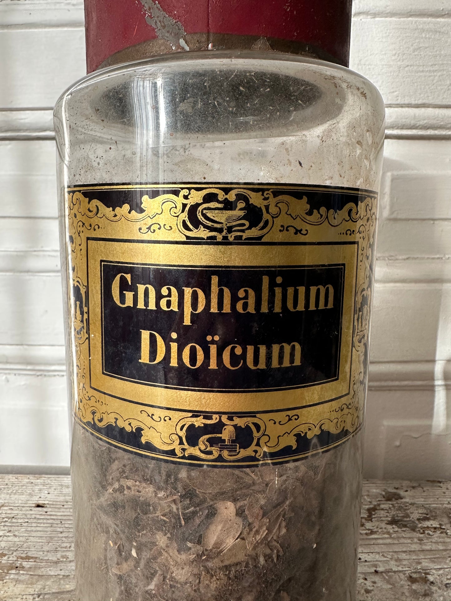 Gnaphalium dioicum