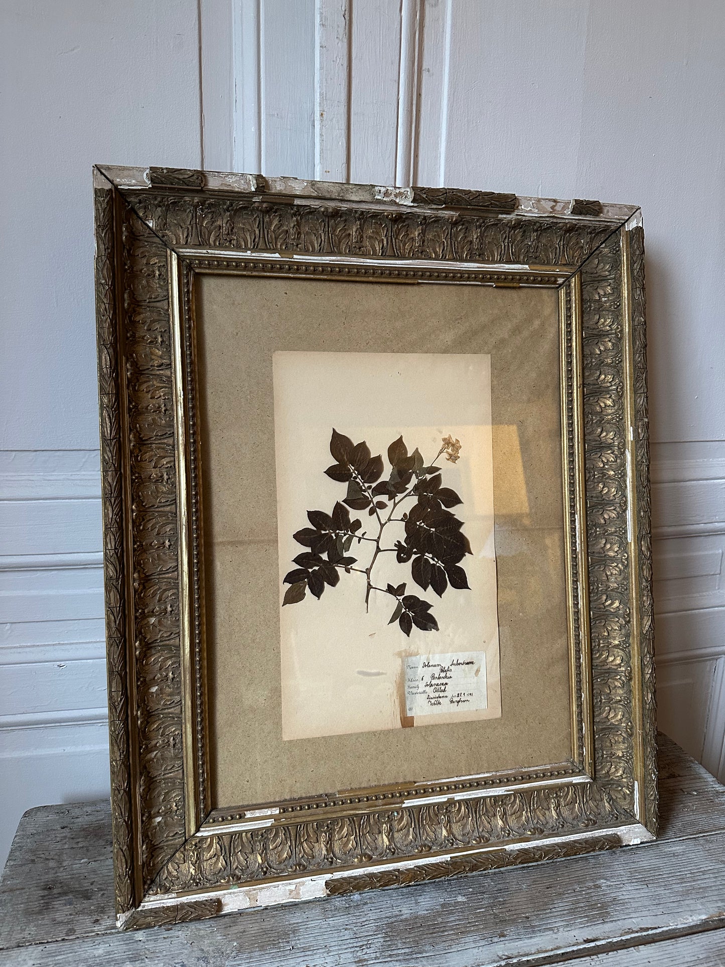 Herbier encadré
