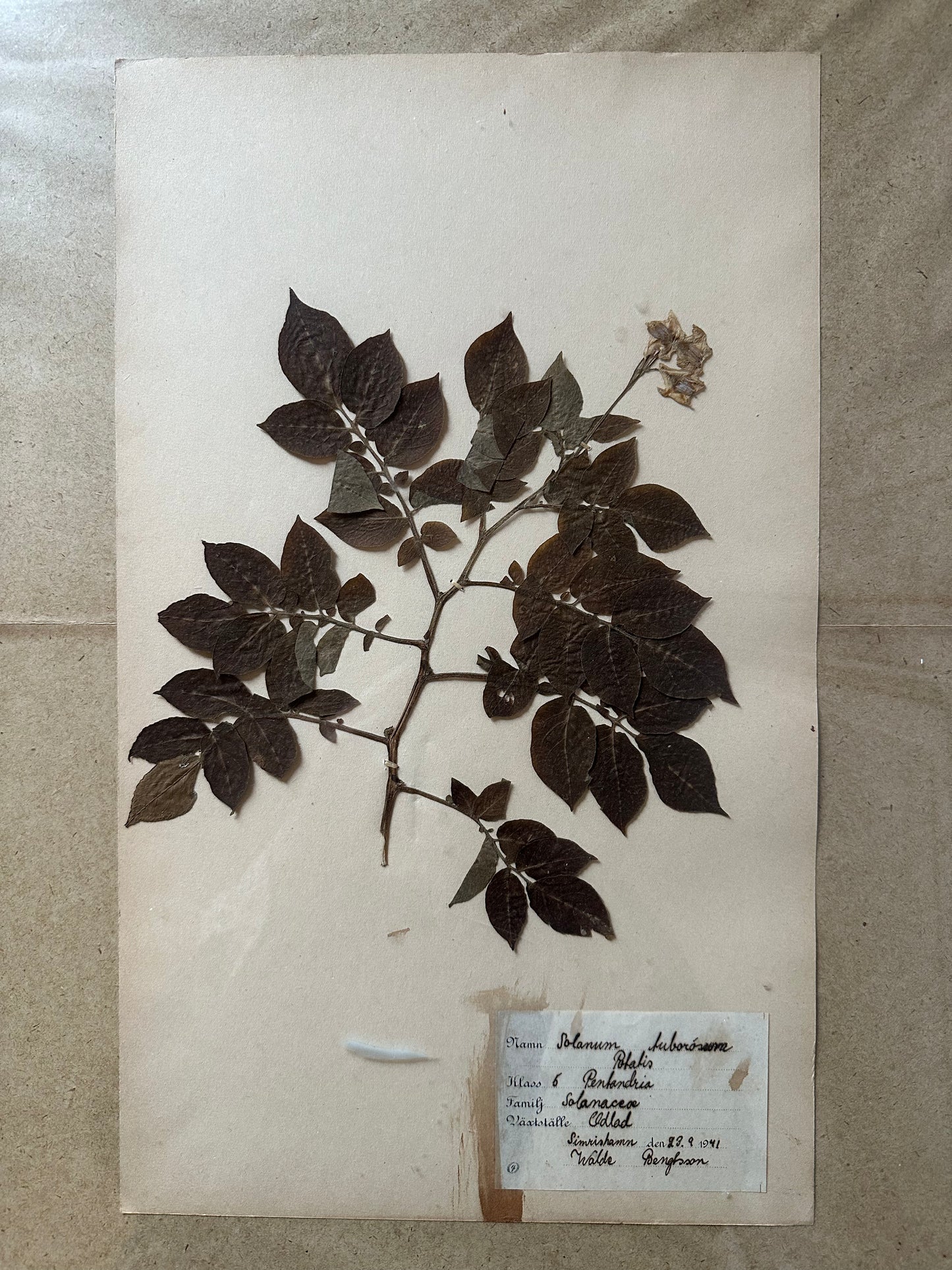 Herbier encadré