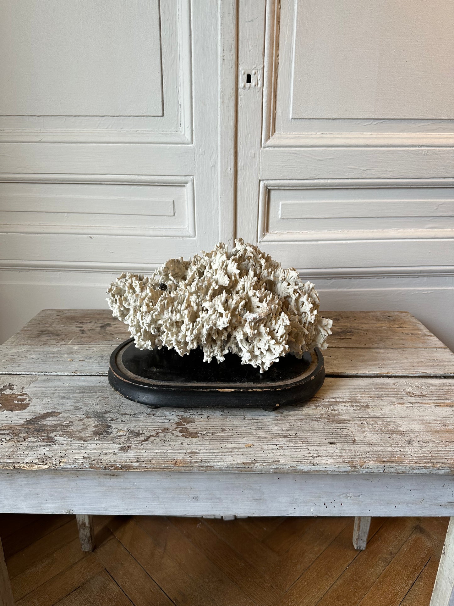 Corail