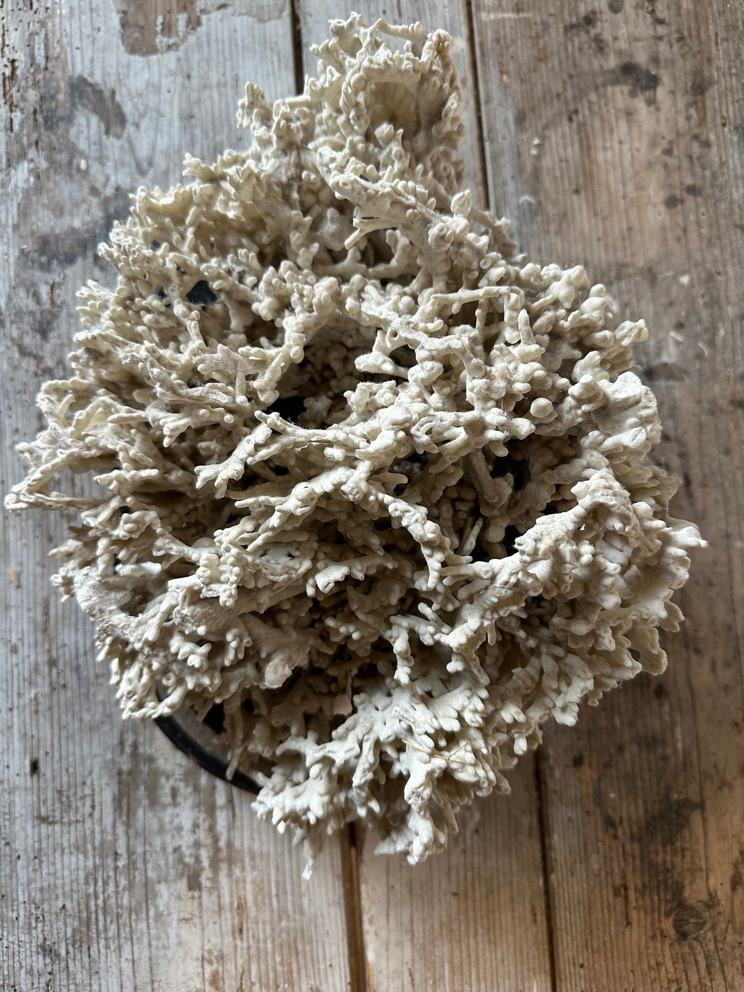 Corail