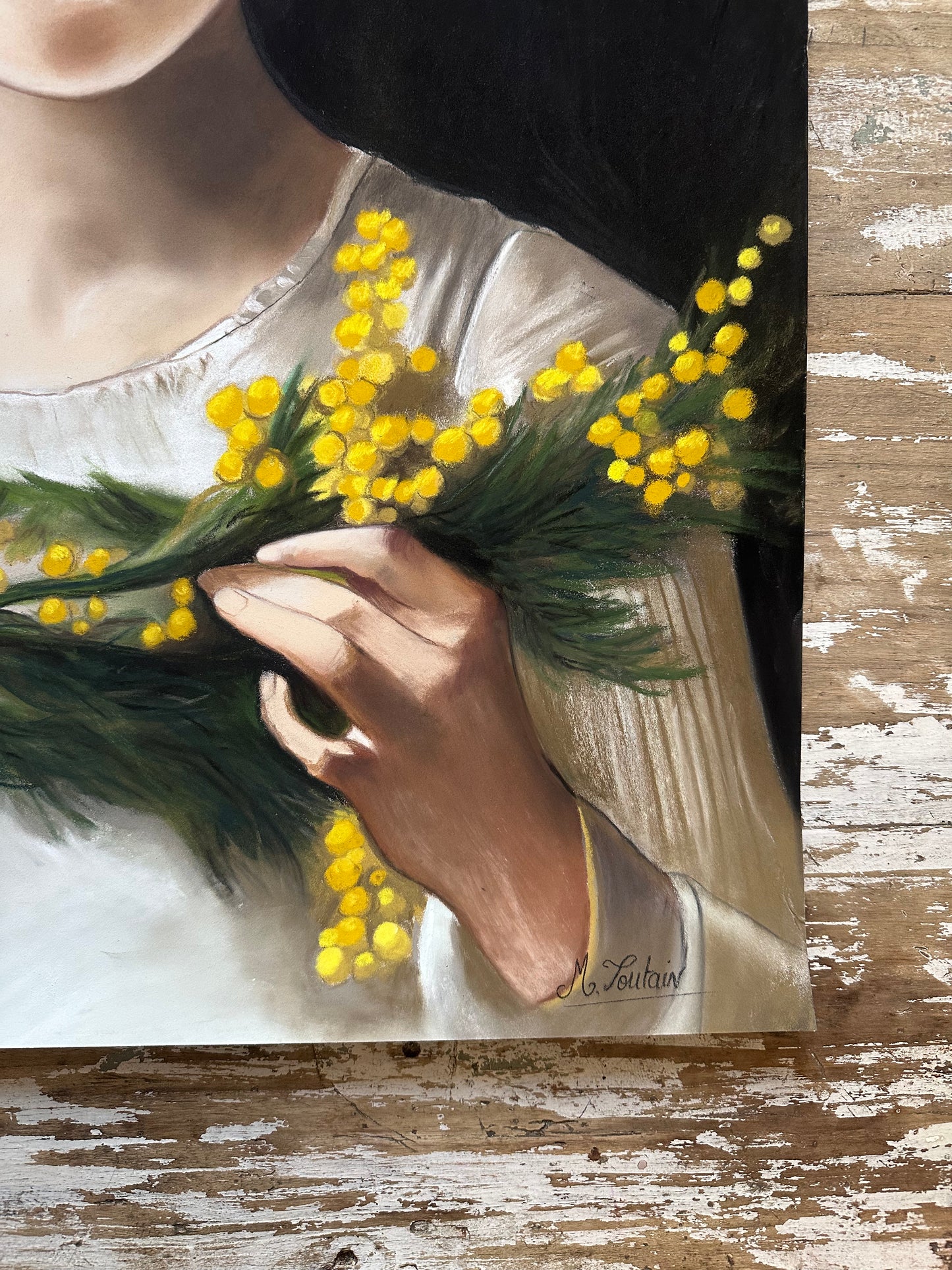 Mimosa