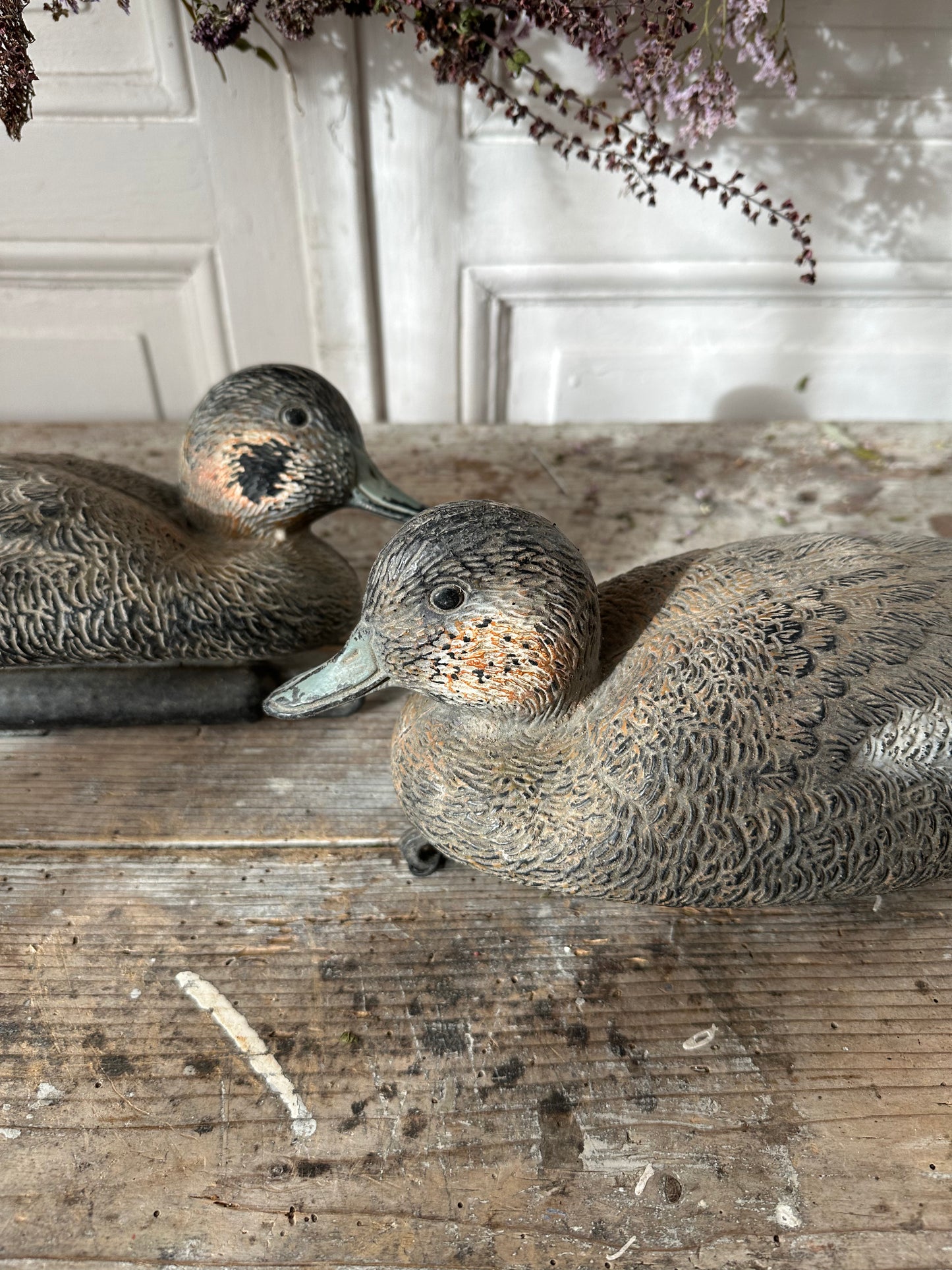 Canard appelant