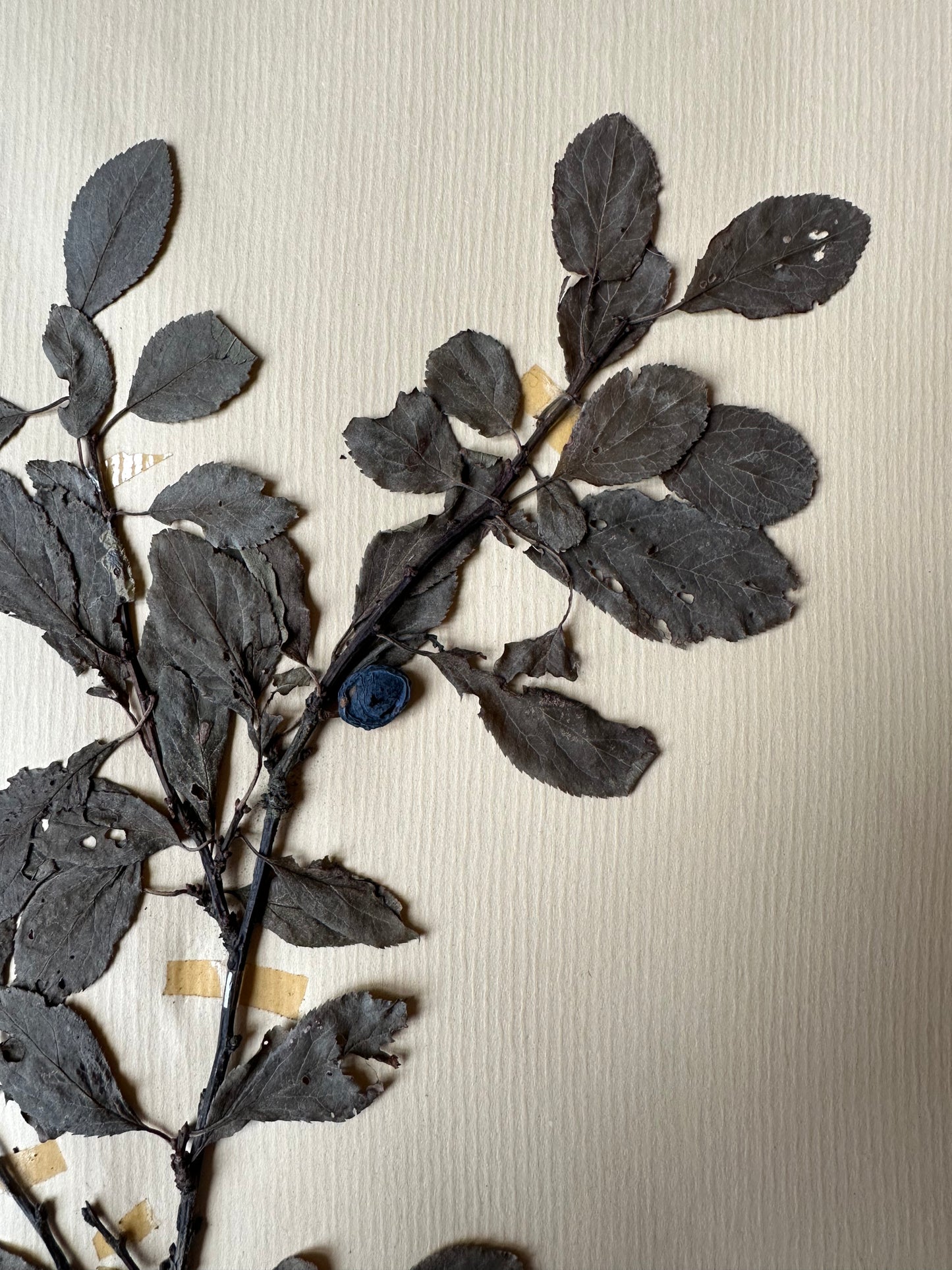 Herbier