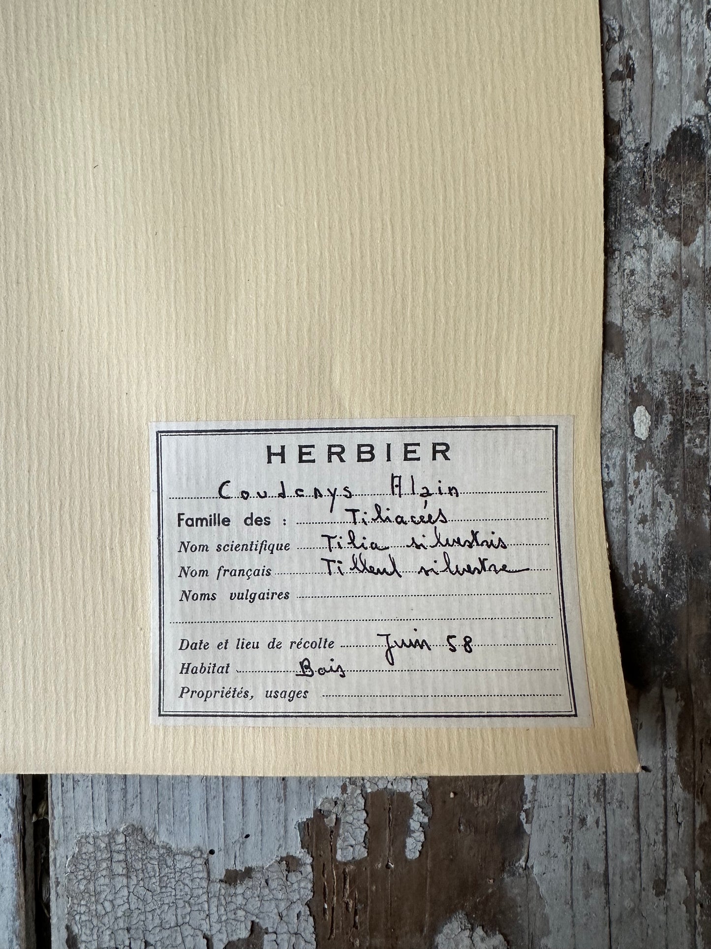Herbier