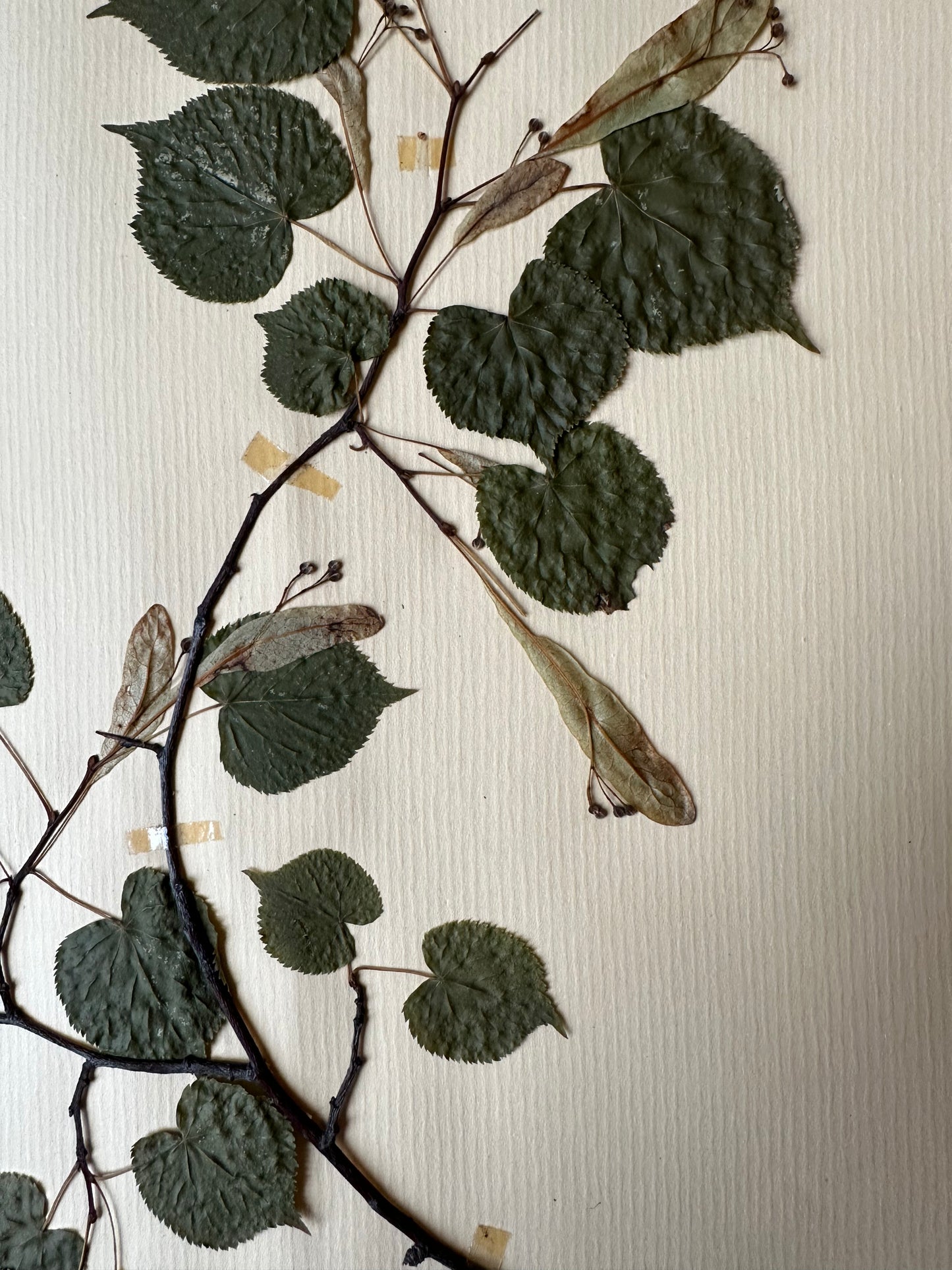 Herbier
