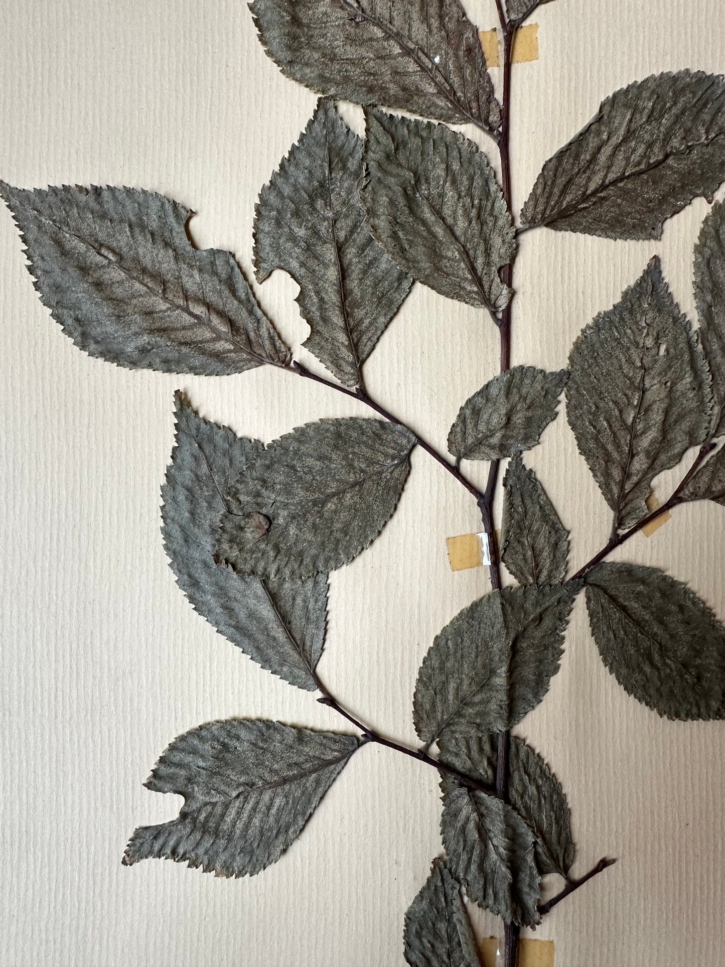 Herbier