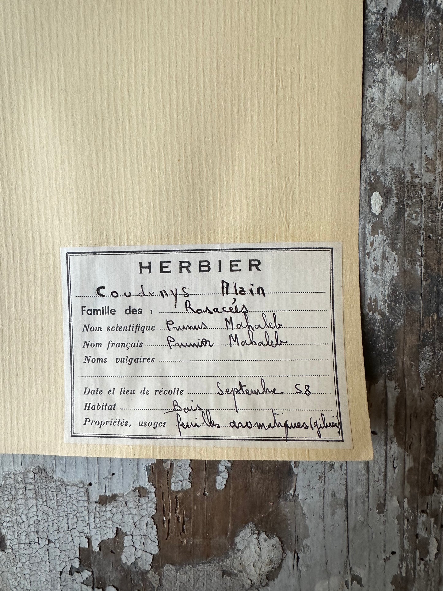Herbier