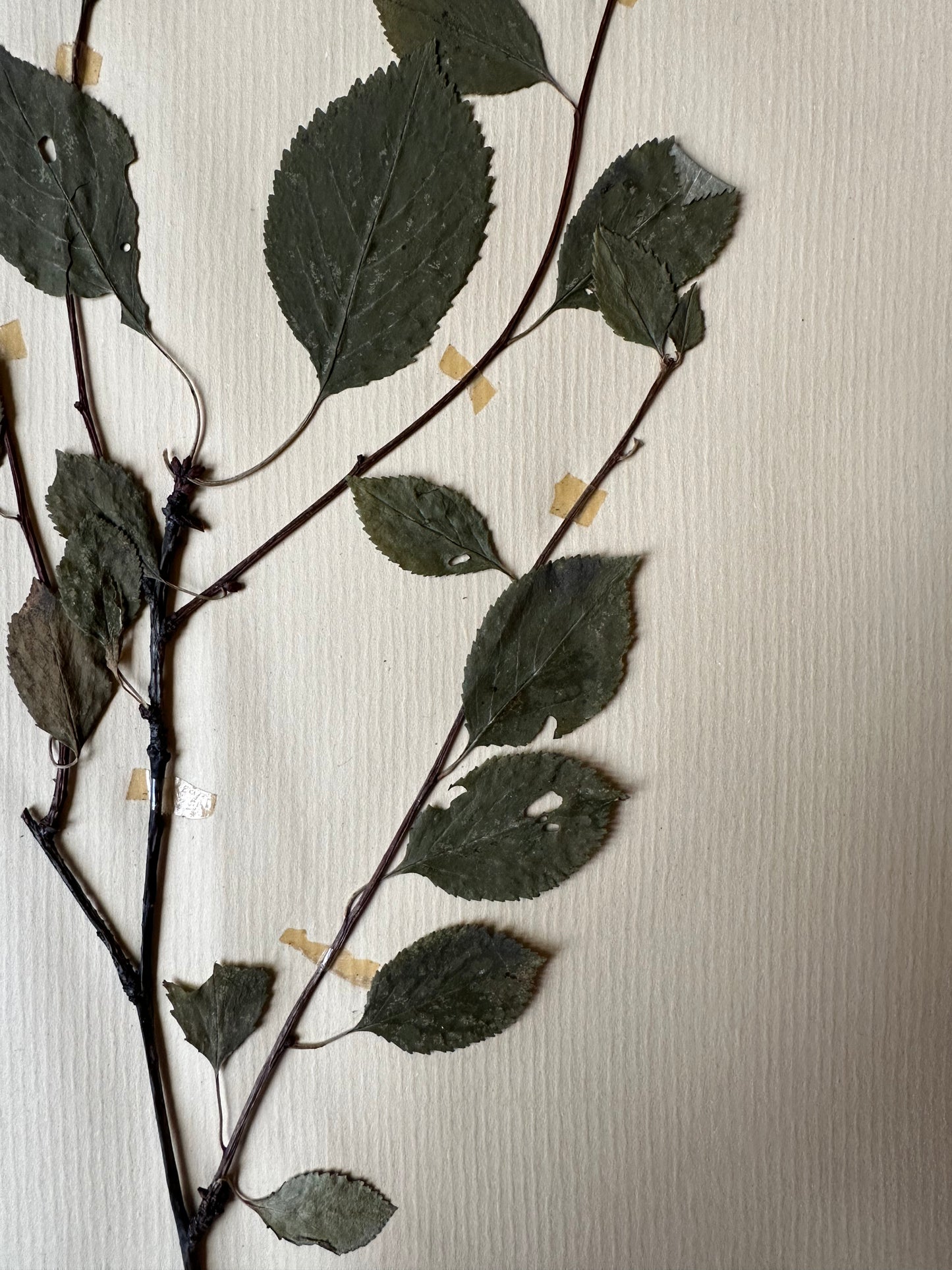 Herbier