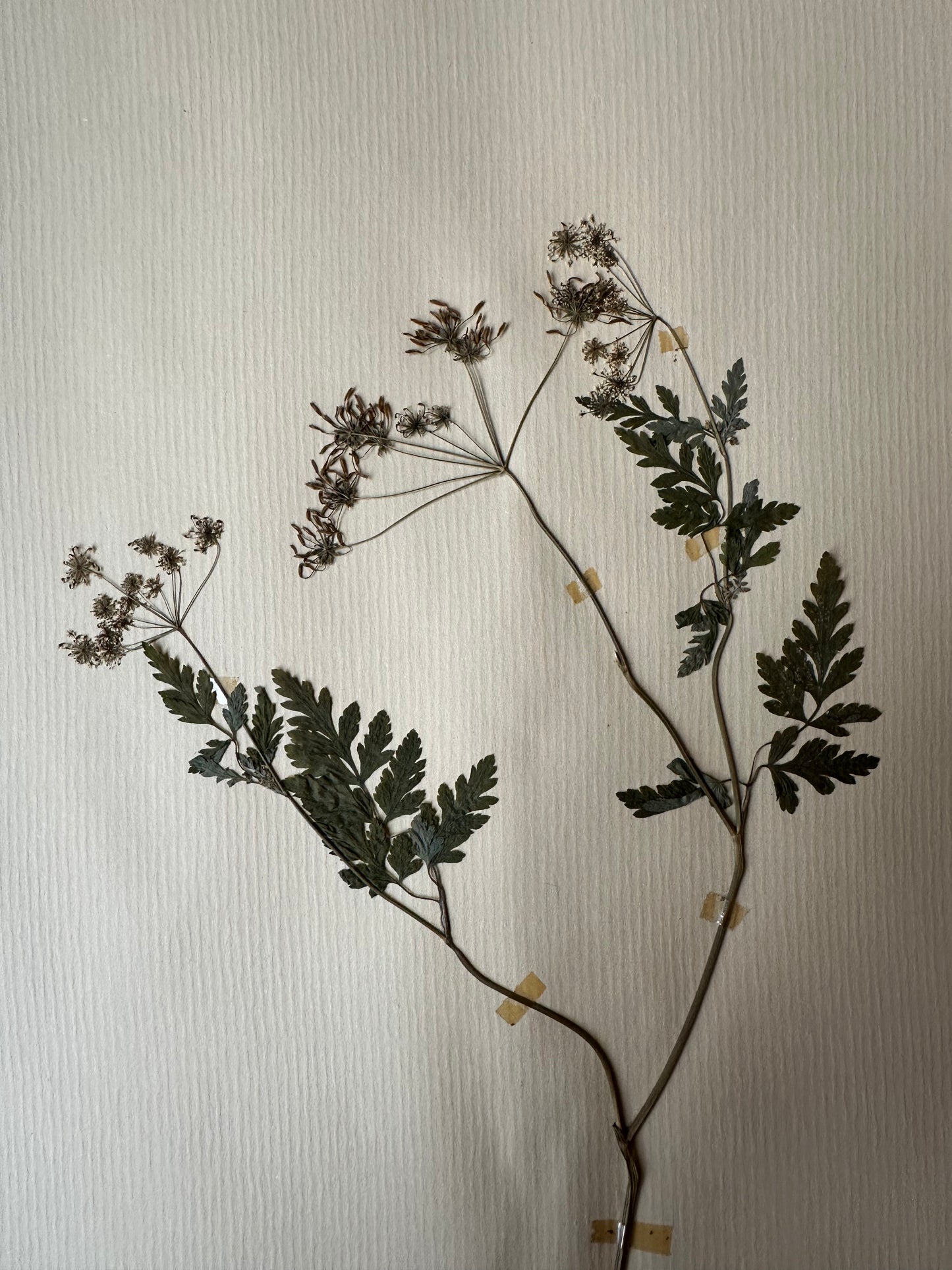 Herbier