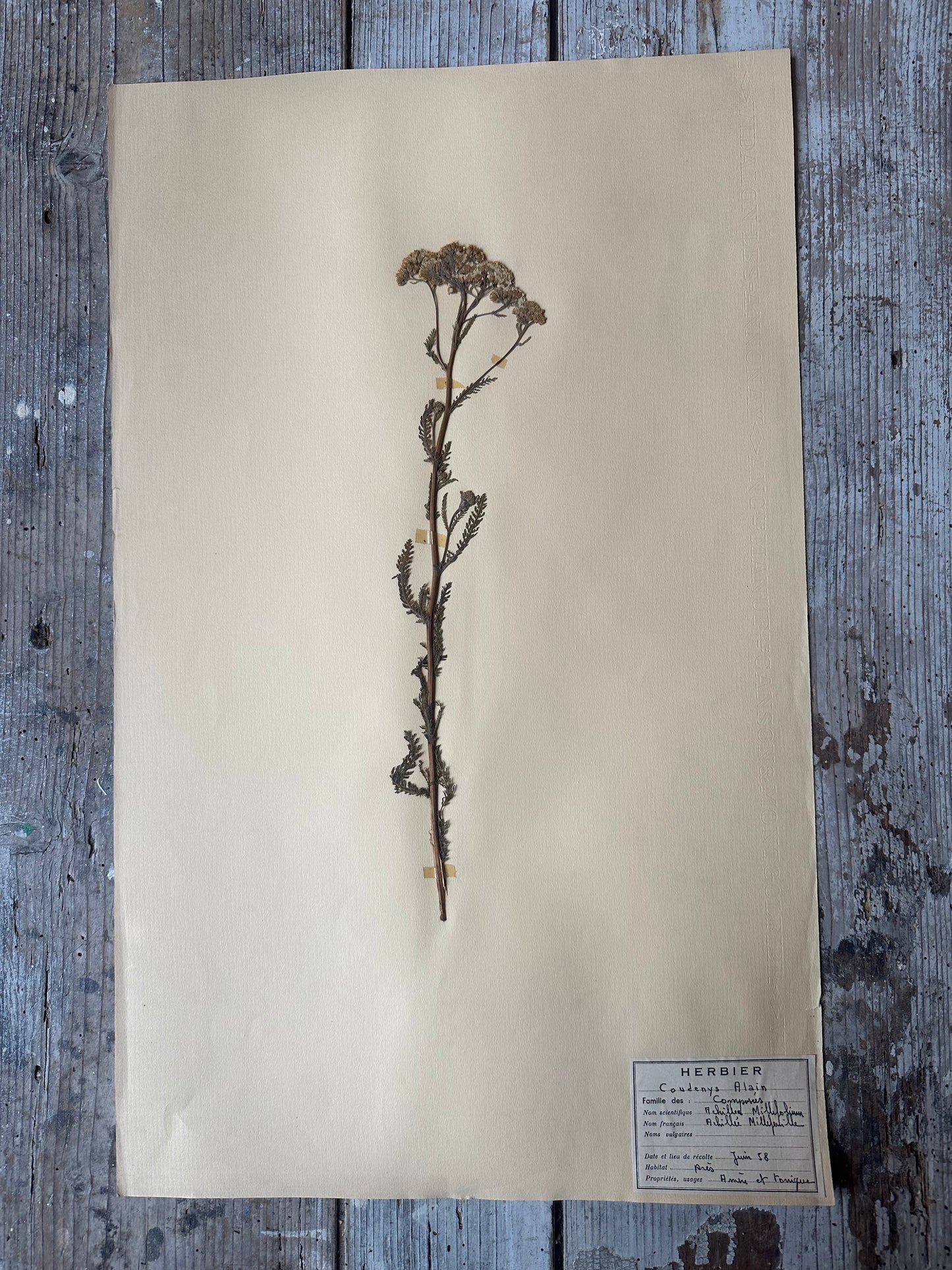 Herbier