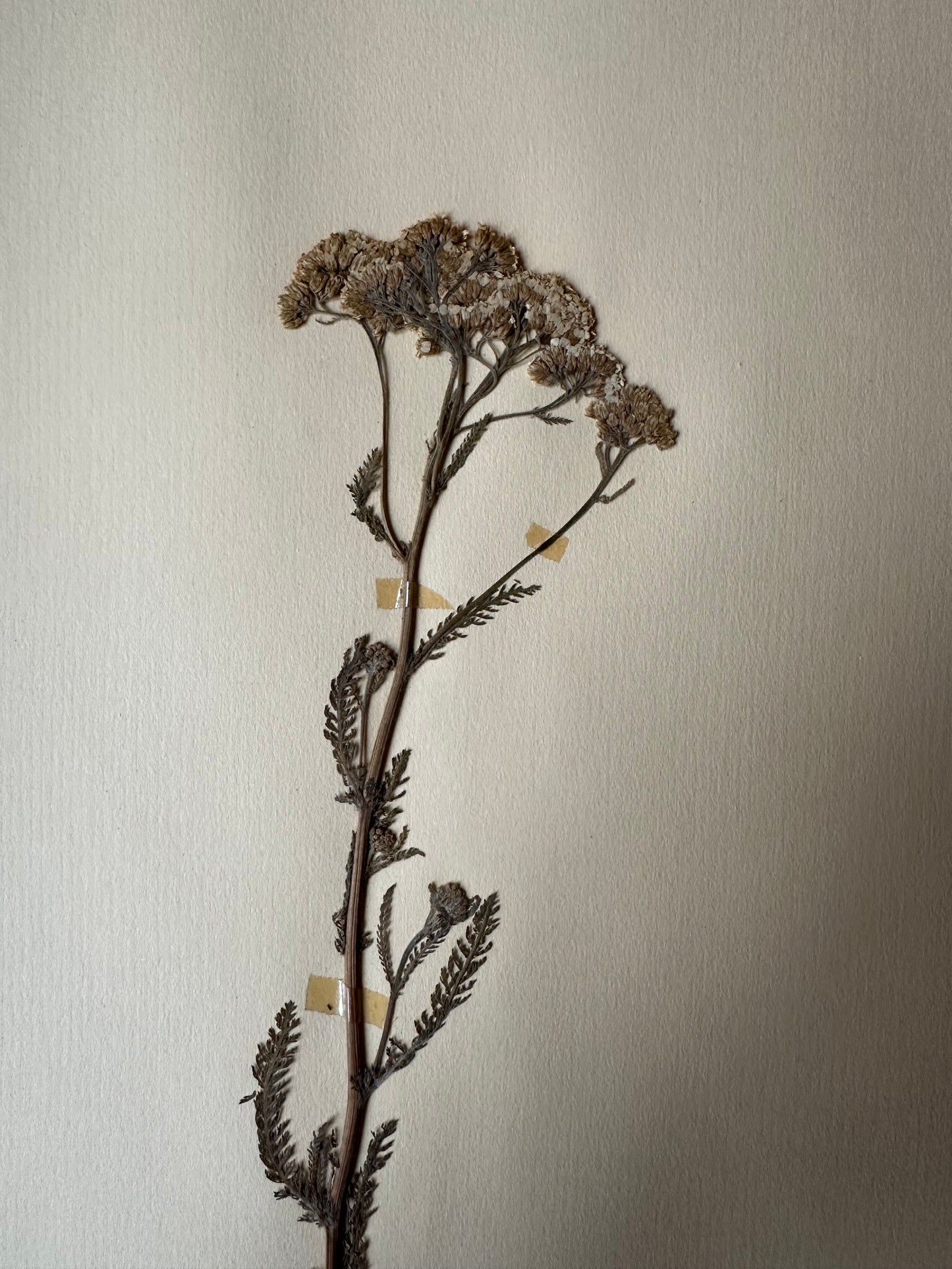 Herbier