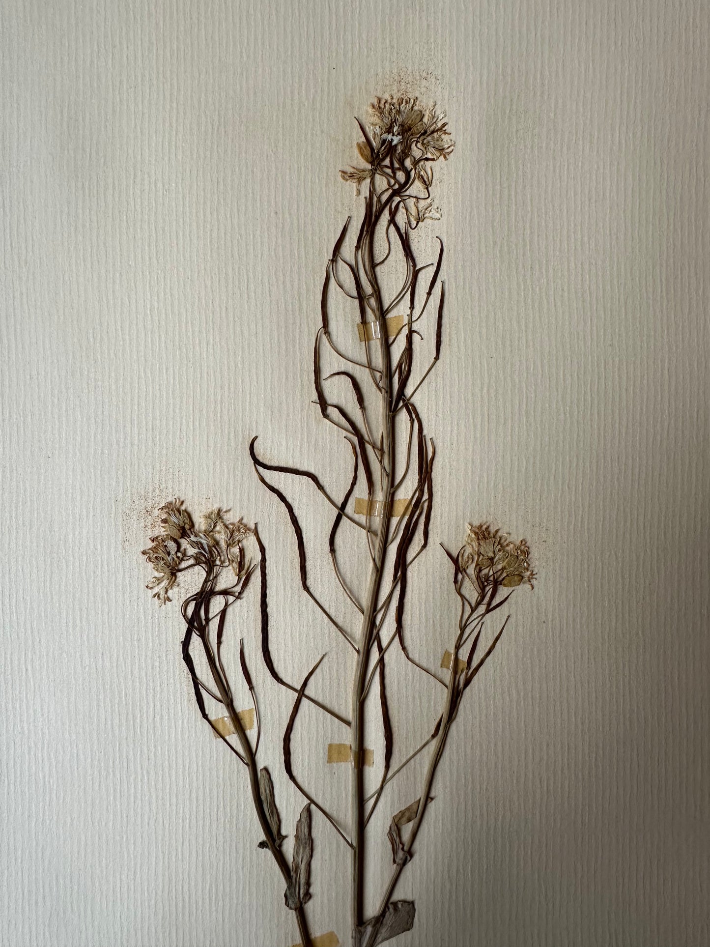 Herbier