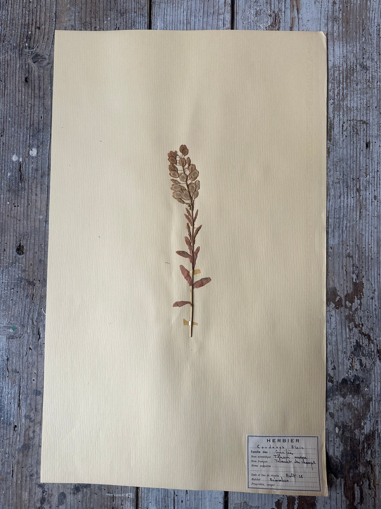 Herbier