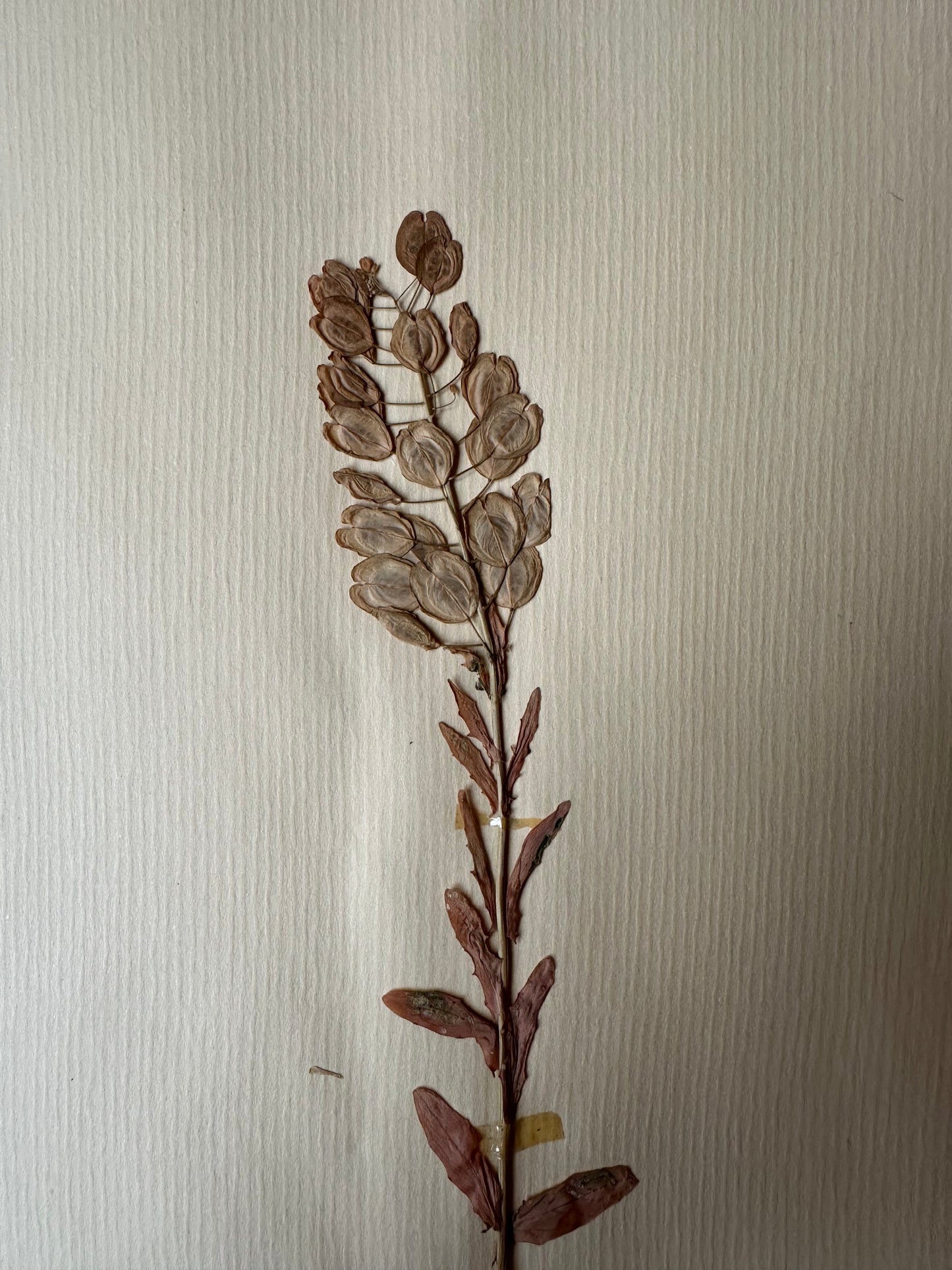 Herbier