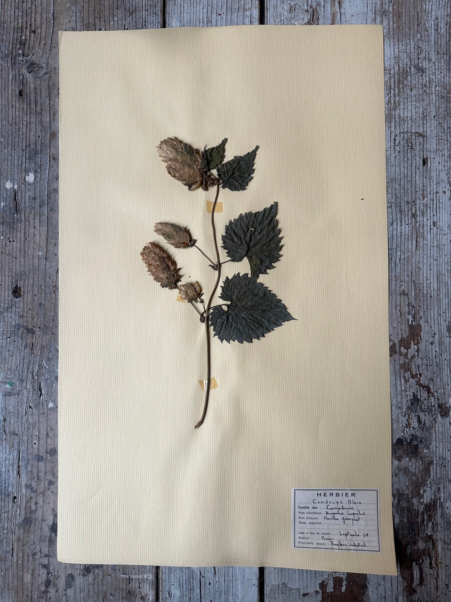 Herbier