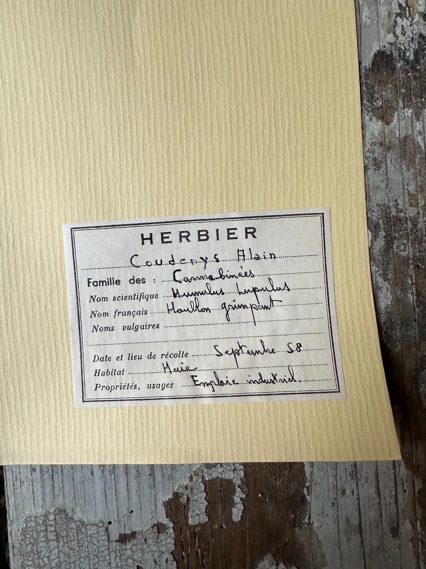 Herbier