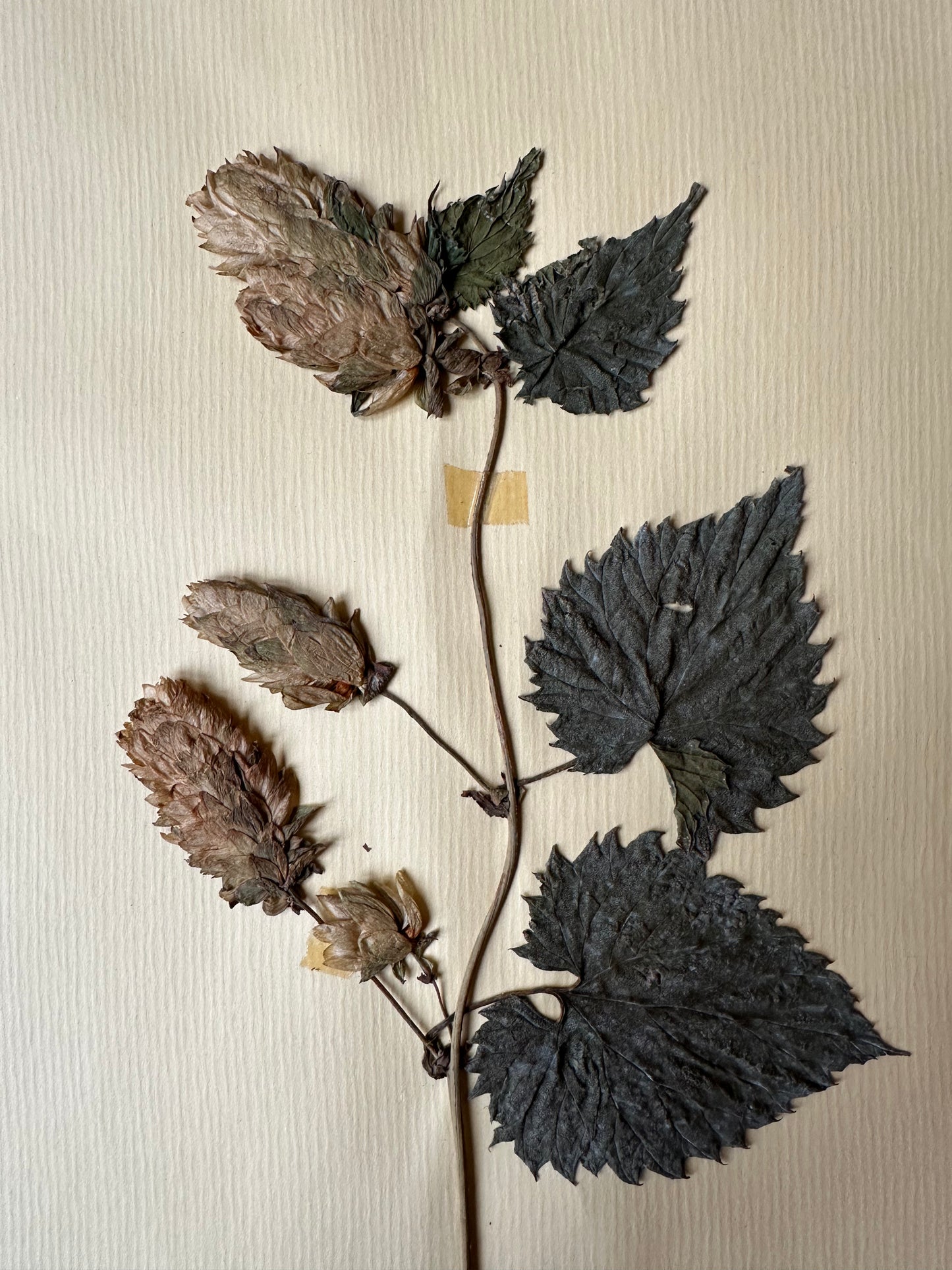 Herbier