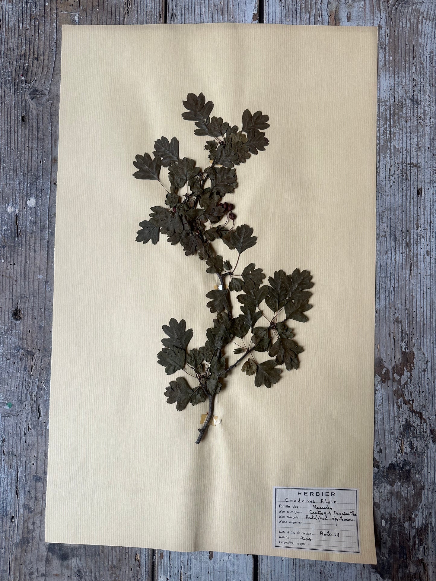 Herbier