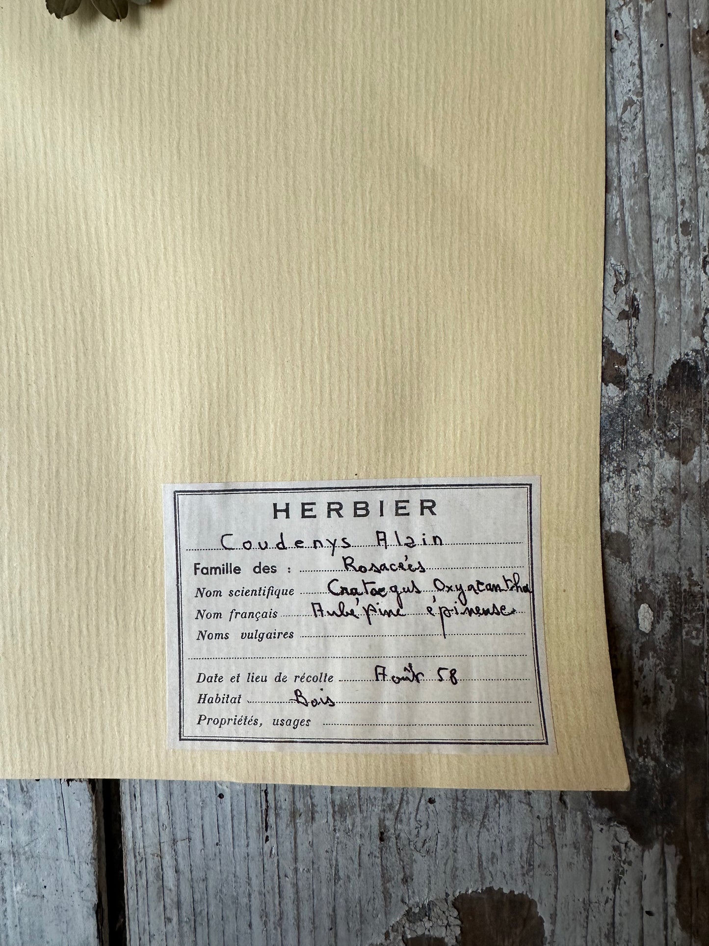 Herbier