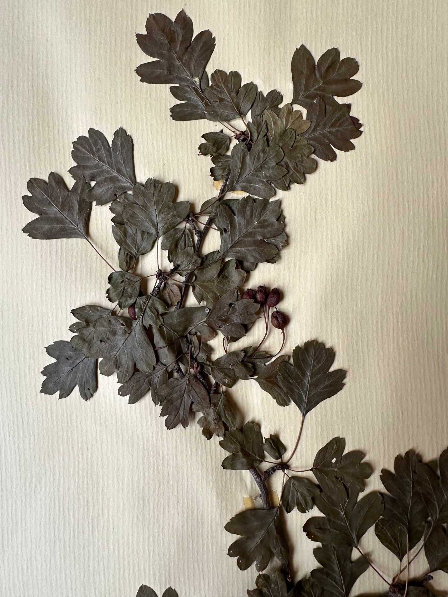 Herbier