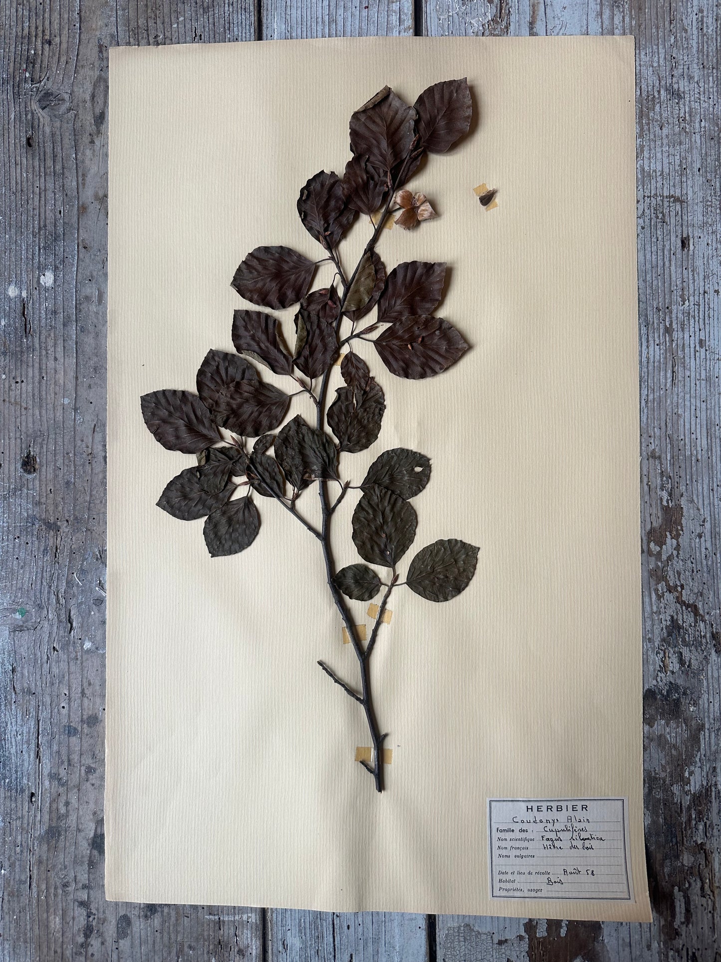 Herbier