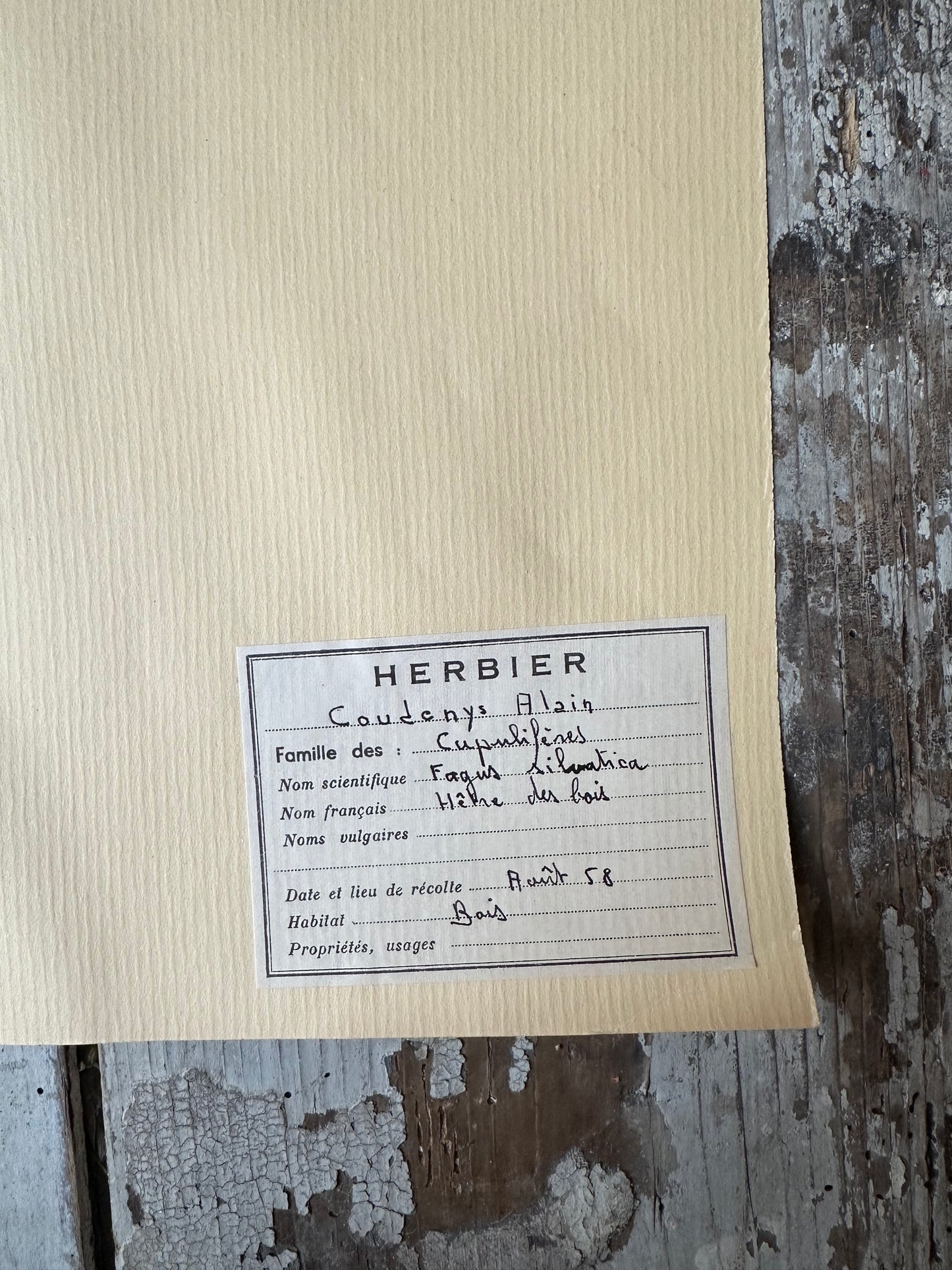 Herbier