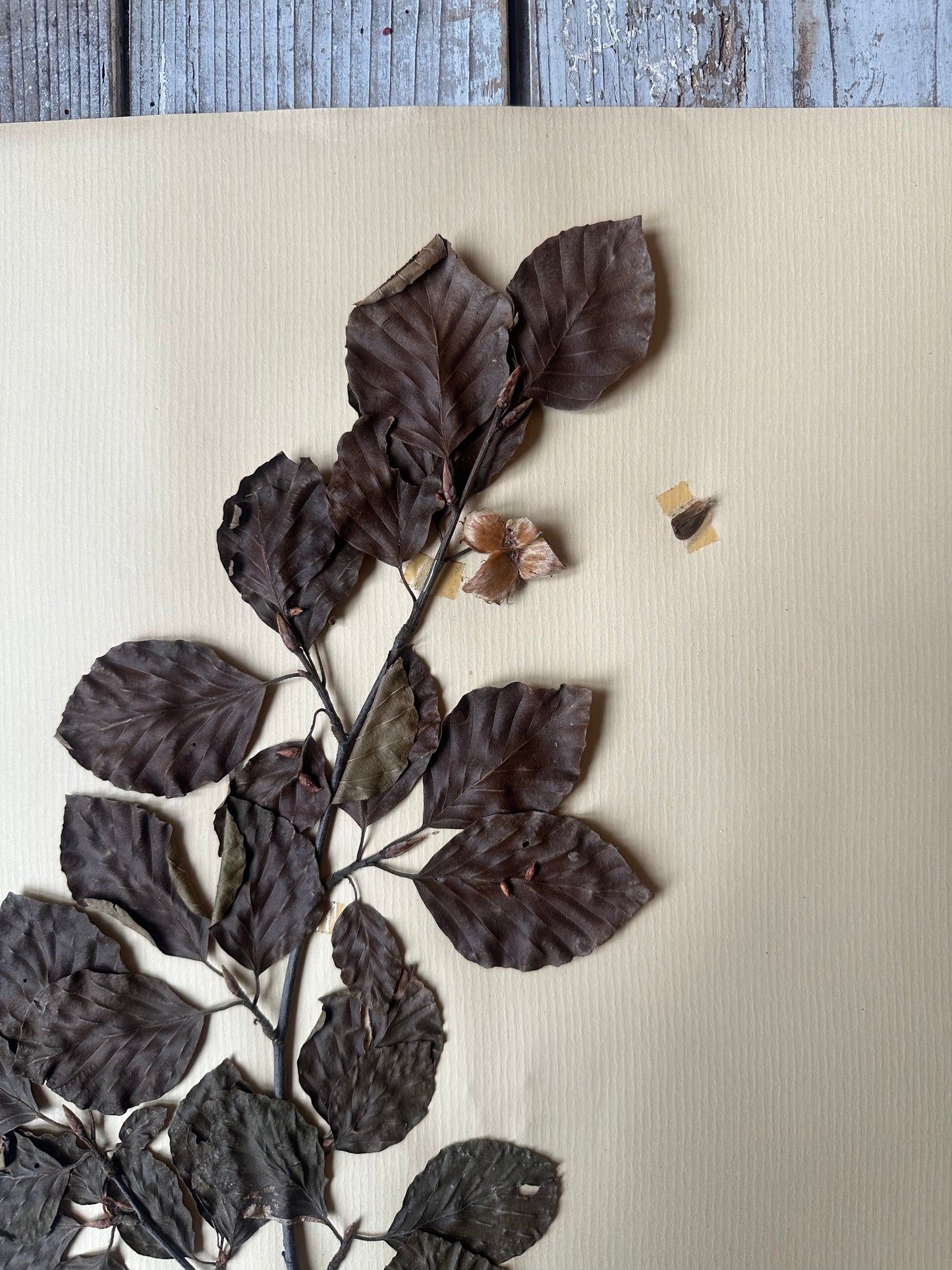 Herbier