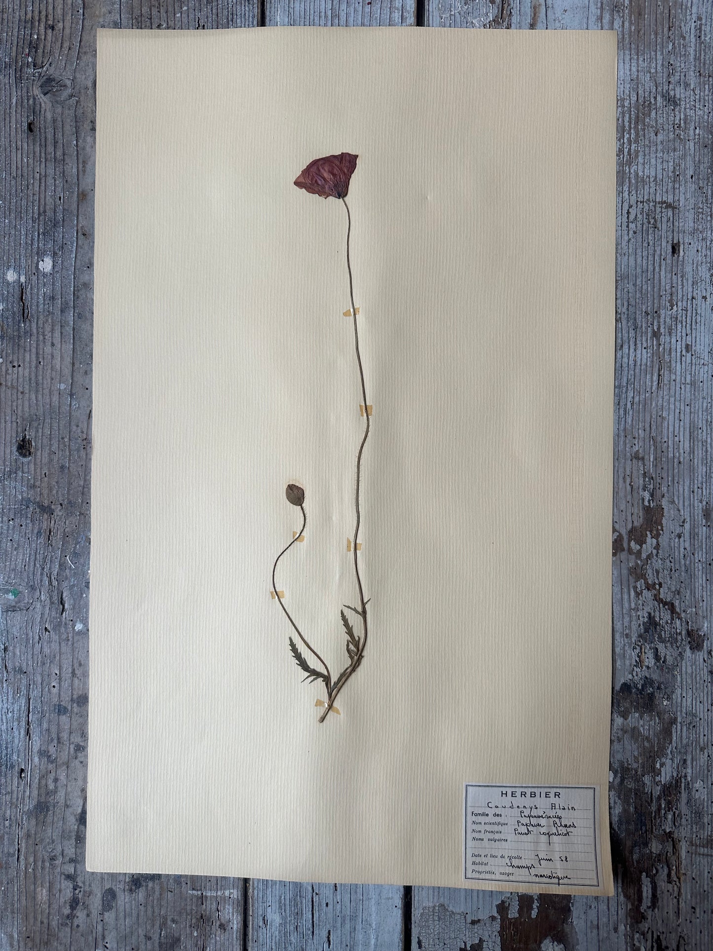 Herbier