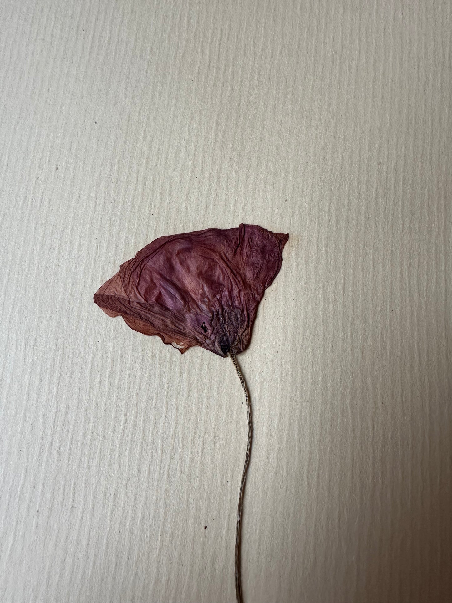 Herbier