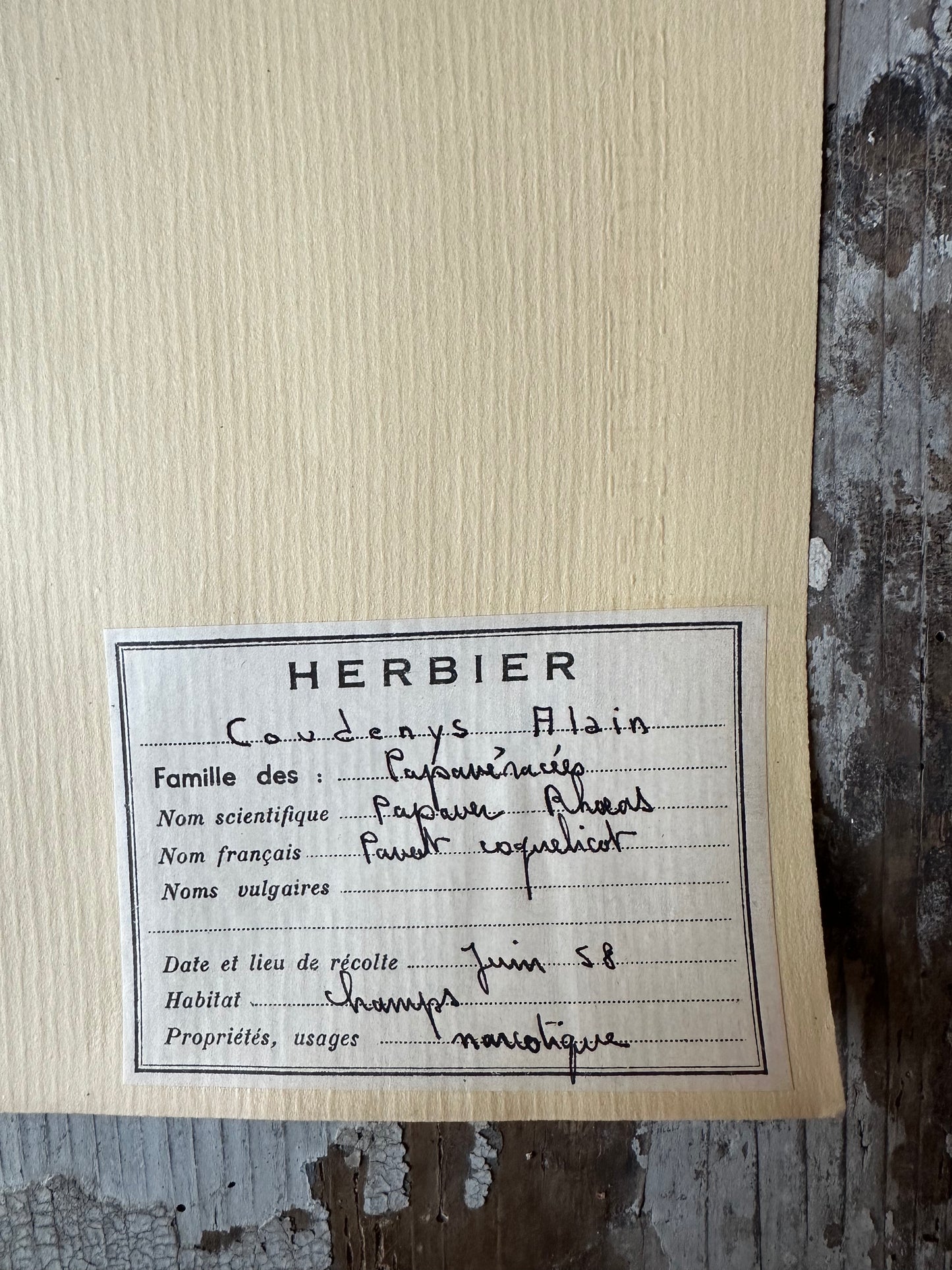 Herbier