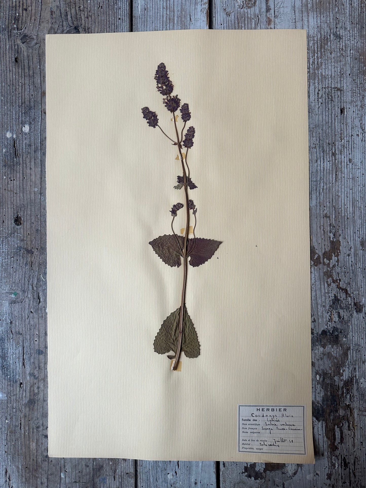 Herbier