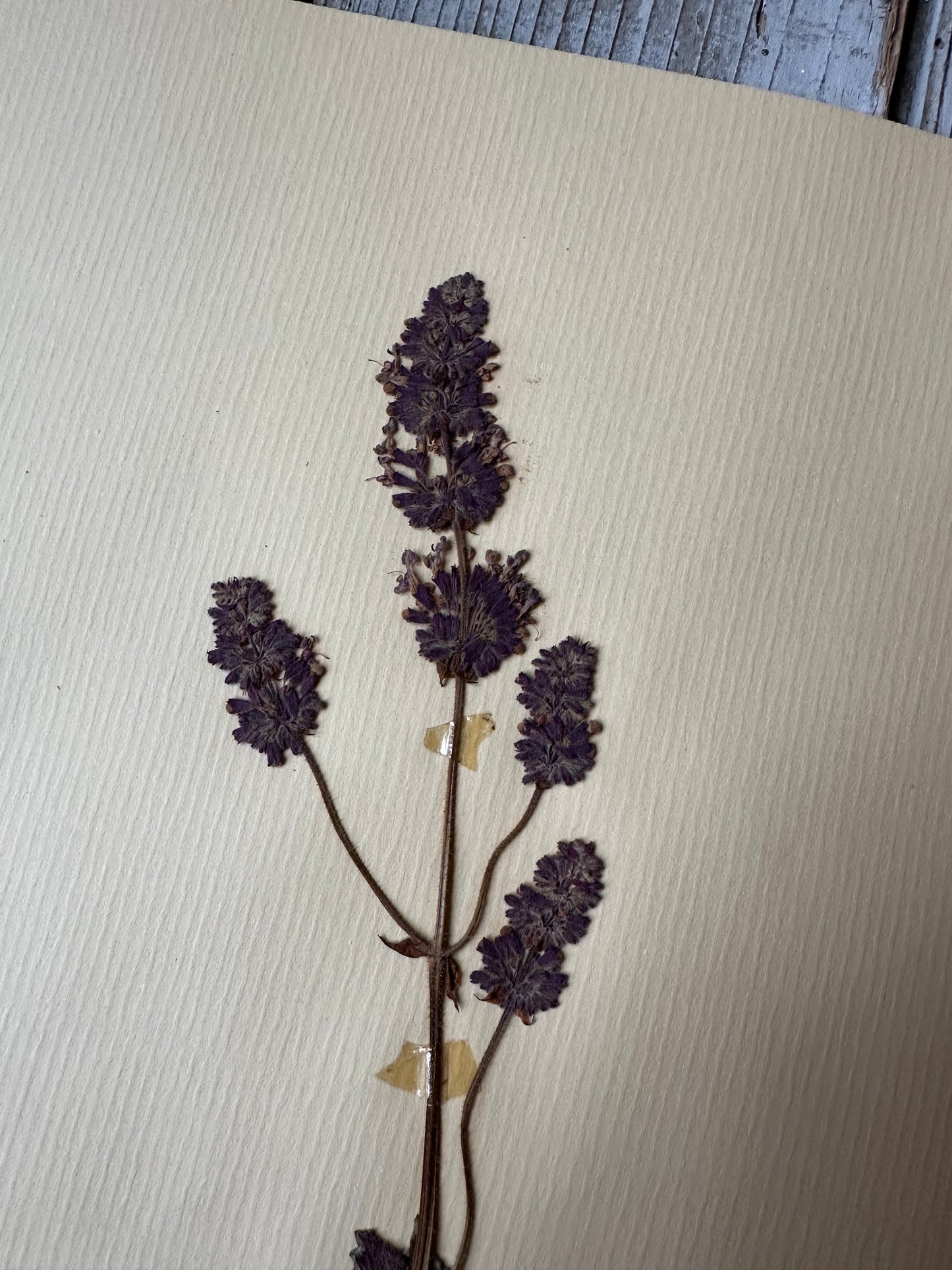 Herbier