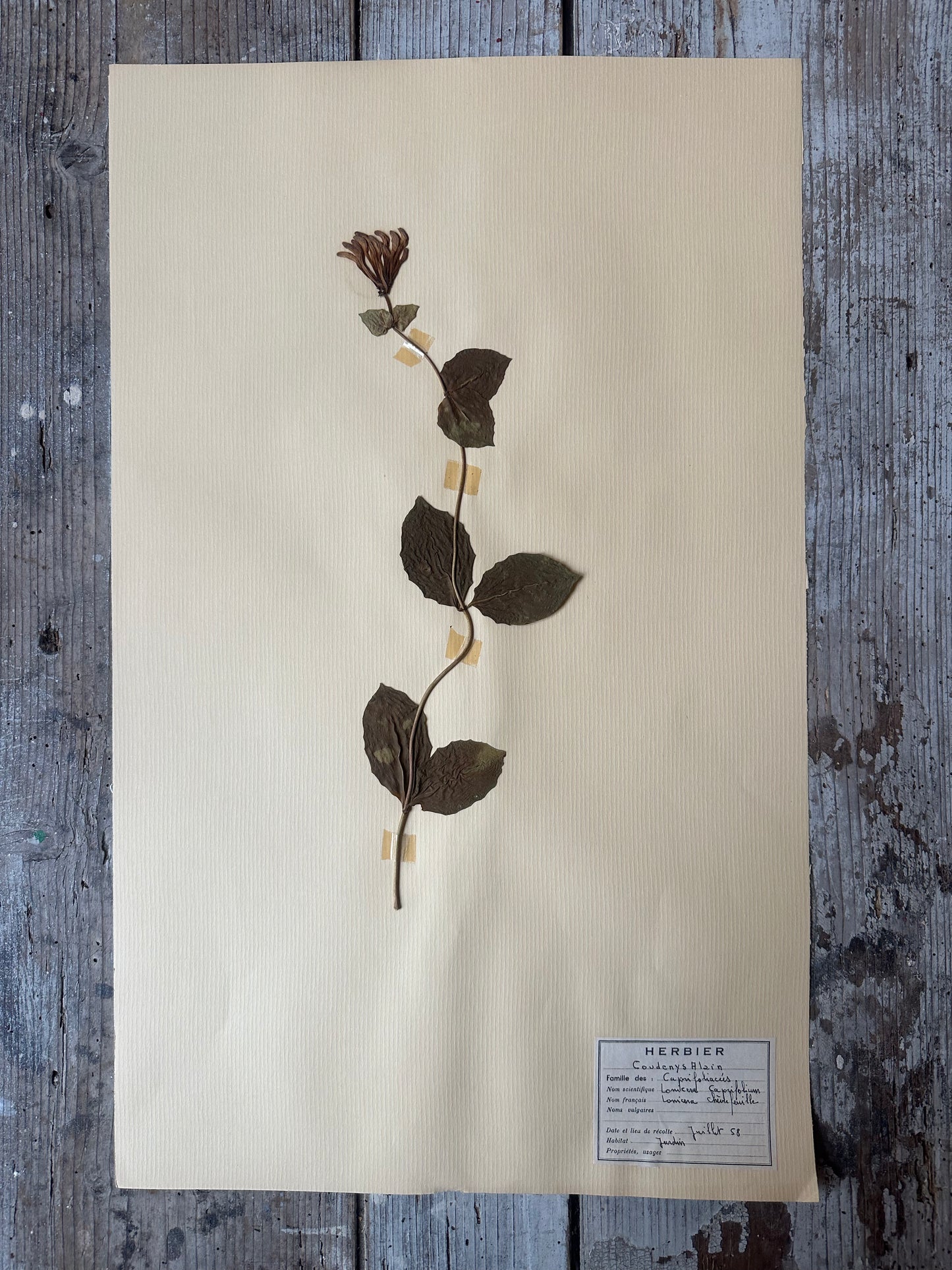 Herbier