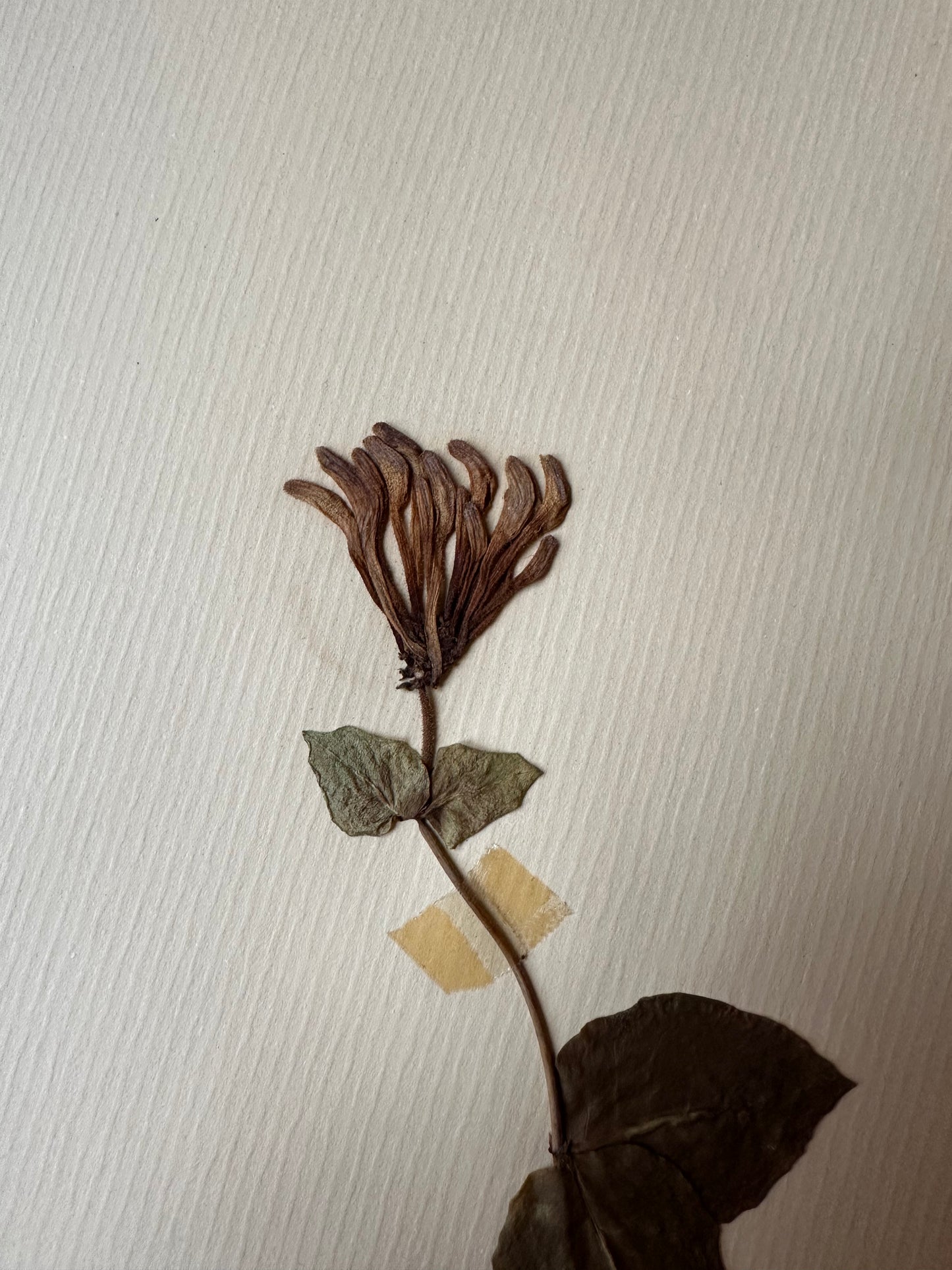 Herbier