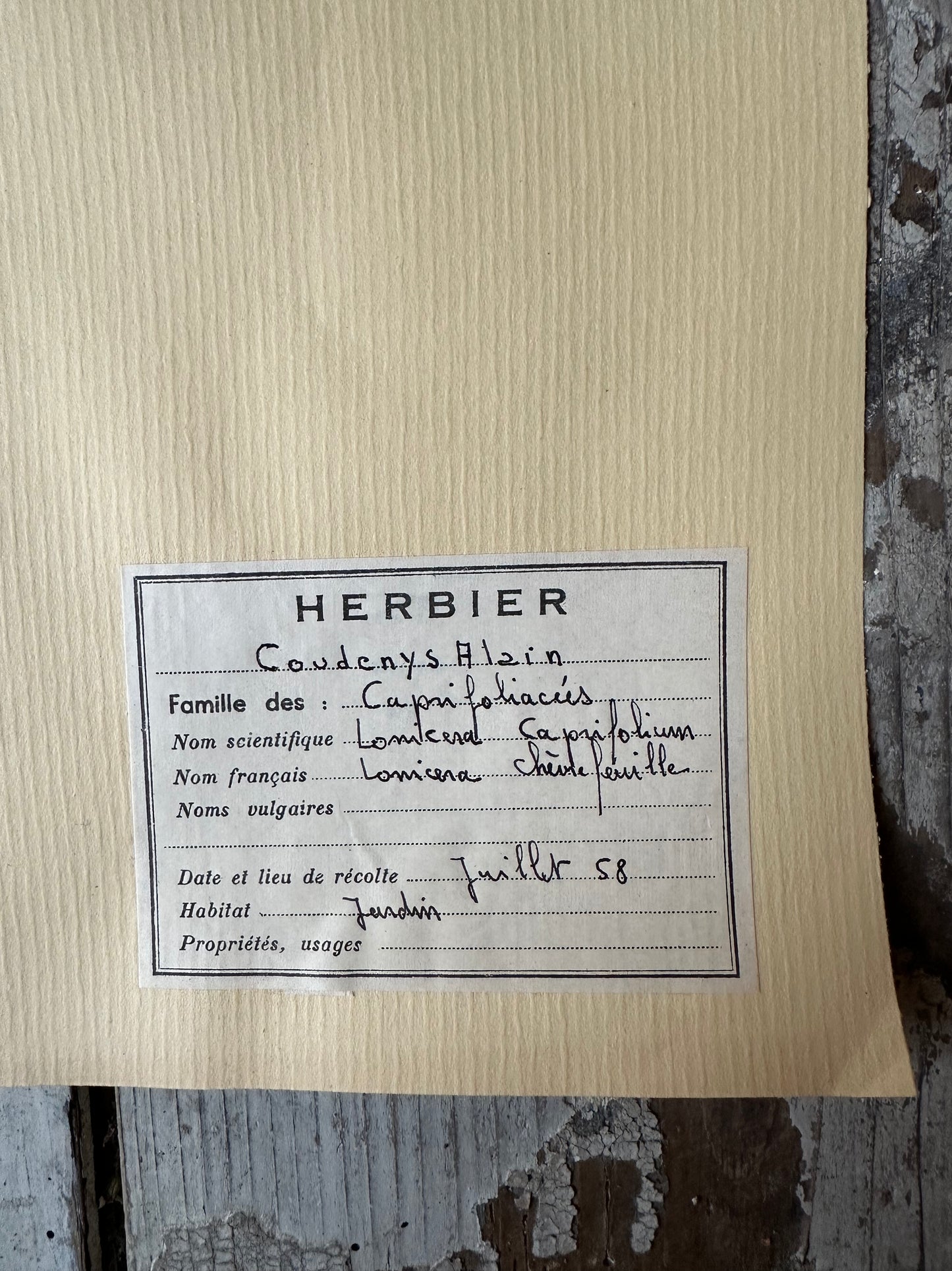 Herbier