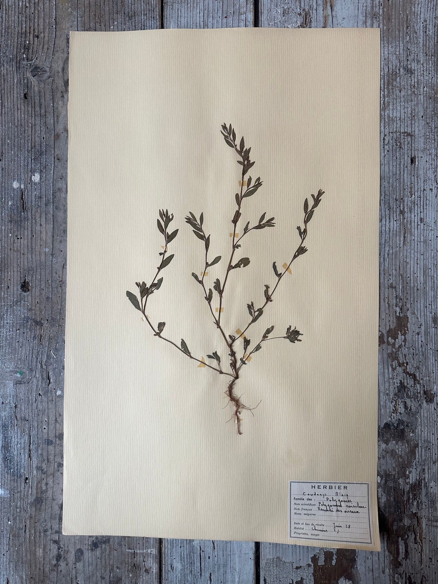 Herbier
