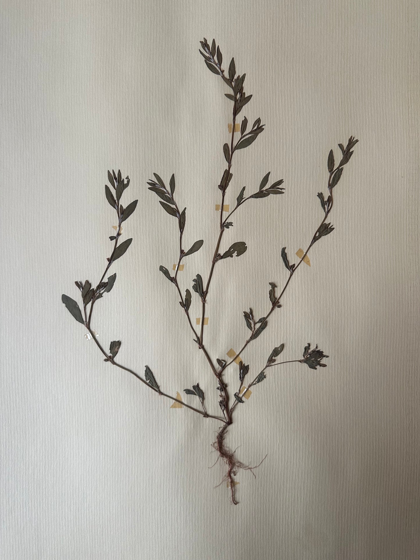 Herbier