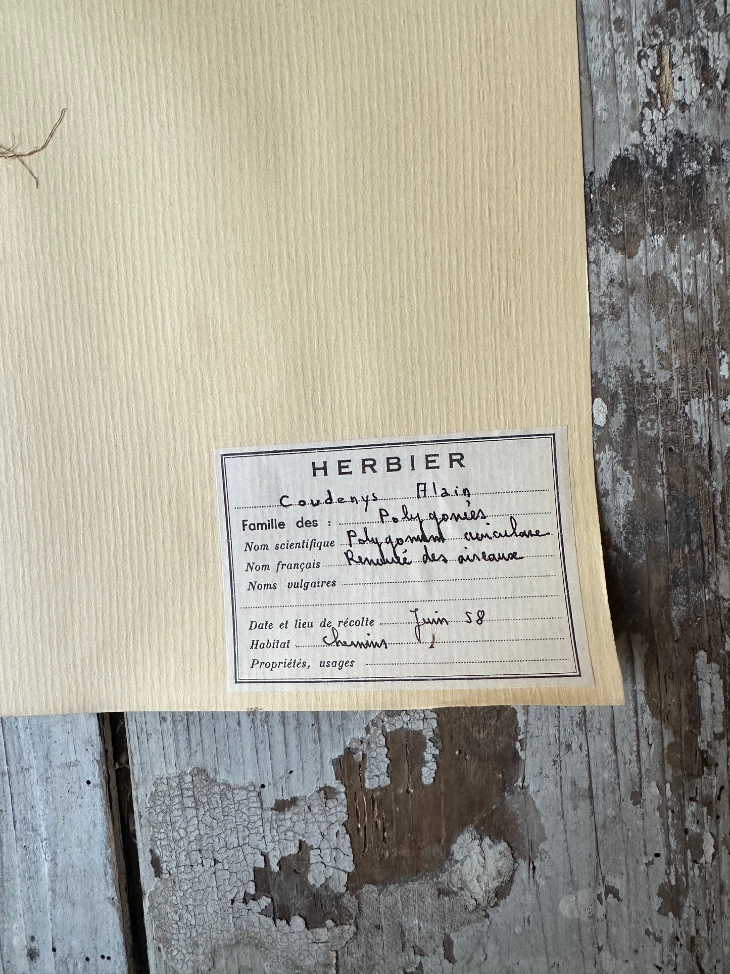 Herbier