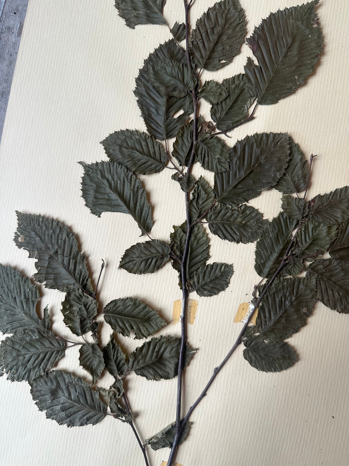 Herbier