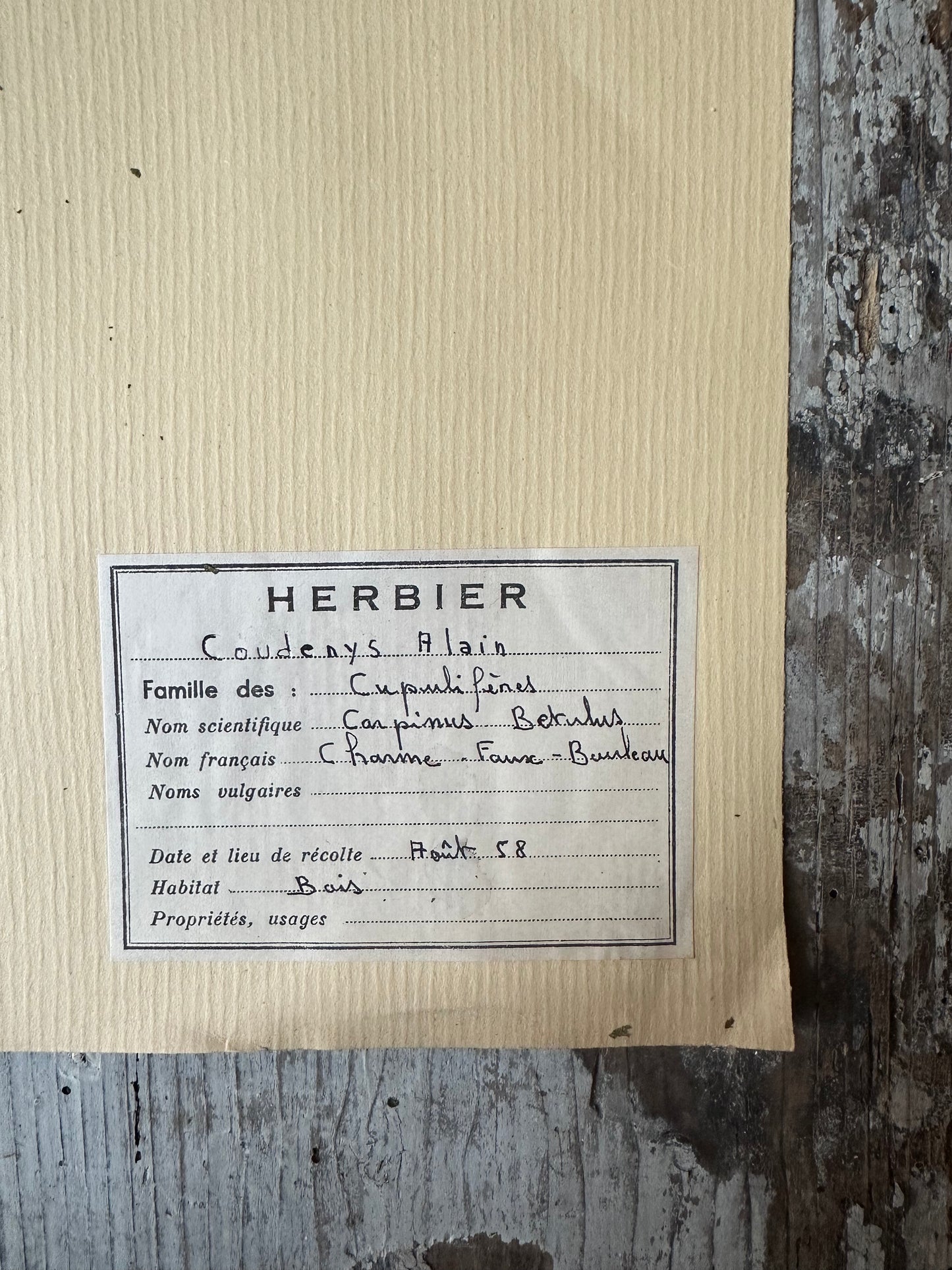 Herbier
