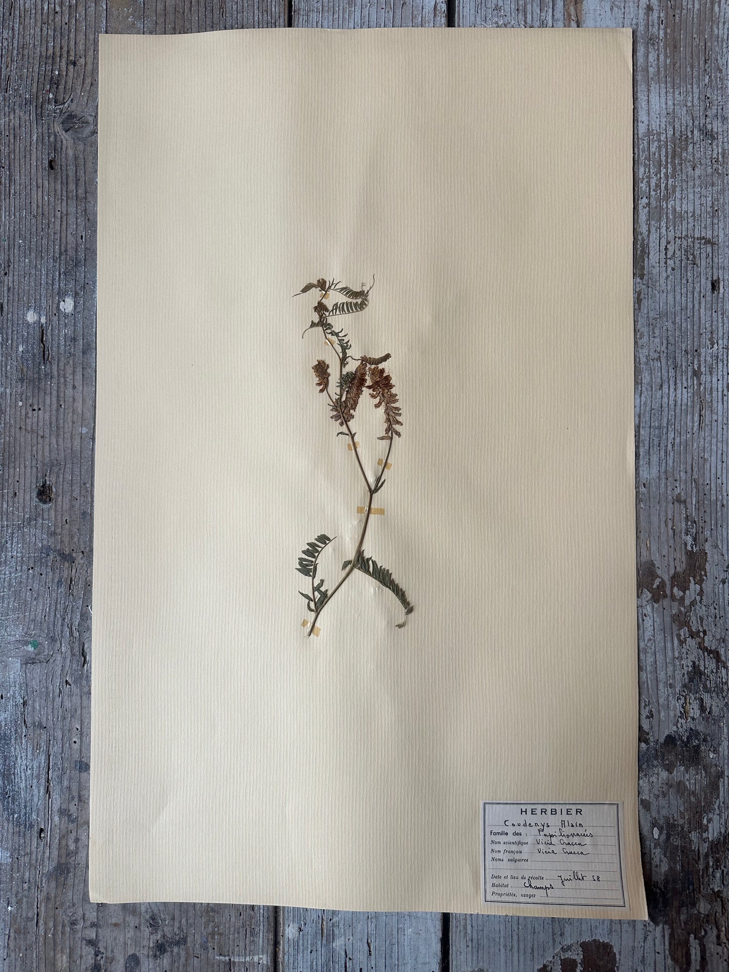 Herbier